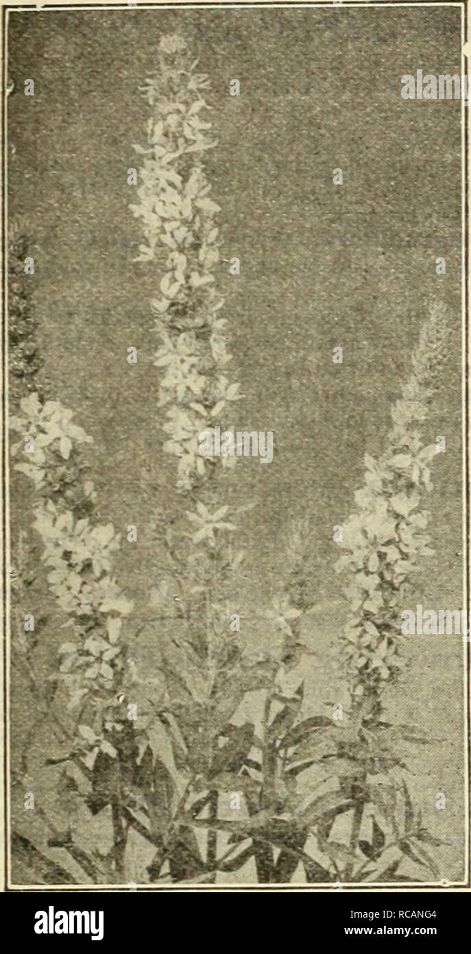. Dreer's autumn catalogue 1925. Bulbs (Plants) Catalogs; Flowers Seeds Catalogs; Gardening Equipment and supplies Catalogs; Nurseries (Horticulture) Catalogs; Vegetables Seeds Catalogs. /flEWyAJREEH^ HARDy^ PERENNIAL PIANTS &gt;HILaiEIiPIMlk 45. LVTURU.M ROSEUM SUPERBUM Linum (Fiax) Perenne. A desirable plant for the border or rockery, growing IJ feet high, with light graceful foliage and large blue flowers all summer. Perenne Alba. A white variety of the above. 25 cts. each; $2.50 per doz.; $15.00 per 100. Lobelia Cardinalis {Cardinal Flower). Handsome border plants. Rich, fiery cardinal fl Stock Photo