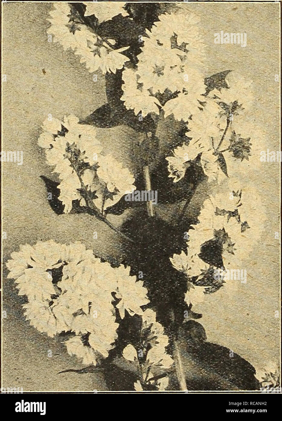 . Dreer's autumn catalogue 1924. Bulbs (Plants) Catalogs; Flowers Seeds Catalogs; Gardening Equipment and supplies Catalogs; Nurseries (Horticulture) Catalogs; Vegetables Seeds Catalogs. 58 /HEHByA-BREEl GHGIGE HARDY SHRUBS 'fflMMHRlS^ Cornus Florida Rubra {Red-flowering Dogwood). A rare variety, the flowers of which are rich rosy red. The two varieties make a fine contrast. Plants, 3 to 4 feet high, $1.50 each. â Sanguinea {Red-twigged Dogwood). A strong growing bush, with crimson-colored branches; especially attractive in winter. 60 cts. each. Desmodium Penduliflorum. A Shrub which dies to t Stock Photo