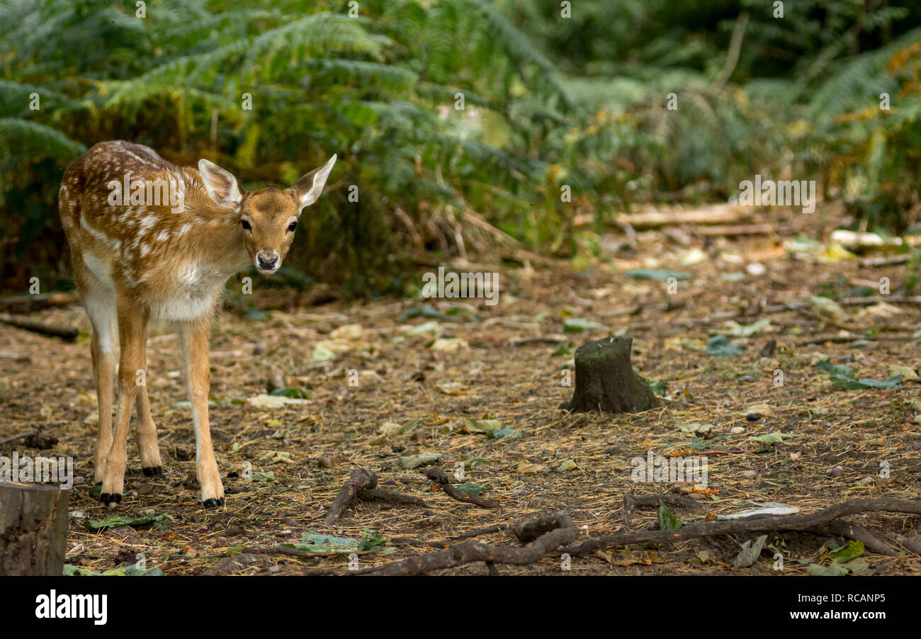 A nervous young deer eating at a forest clearing. Stock Photo