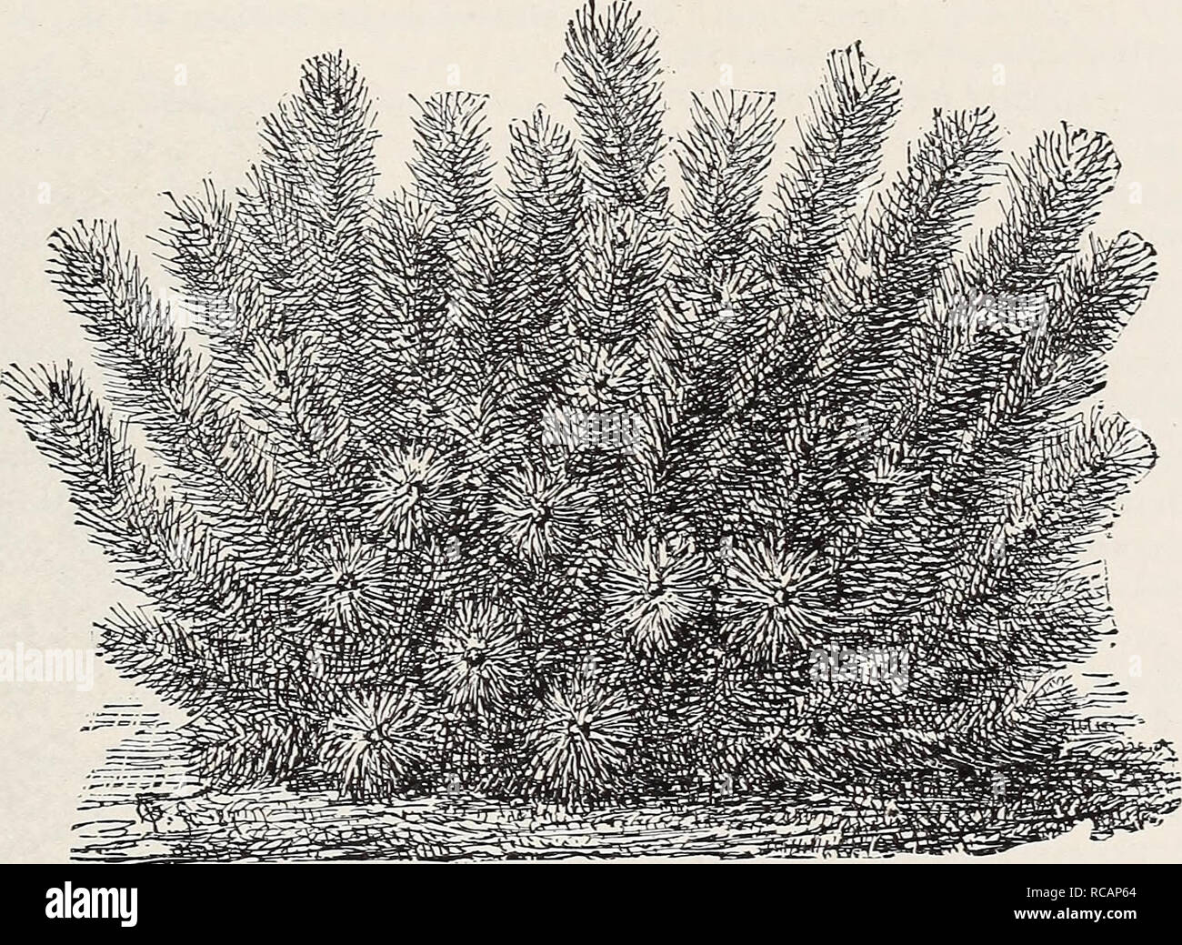. Ellwanger &amp; Barry's general catalogue : Mount Hope nurseries. GENERAL CATALOGUE. 7&amp; + Pinus. M. var. rotundata. C. Of raore upright growth than the dwarf, and with roundish cones. It is a native of Tyrol, where it forms a small tree. $1.00. tP. Monspeliensis. Salzmann's Pine. B. From Europe. A noble tree; leaves six to seven inches long and of a bright green color; branches are stout, numerous, and thickly covered with foliage. A vigorous, spreading and picturesque form. $1.50. P. Pallasiana. B. A large pyramidal tree with shining dark leaves, perfectly hardy. Valuable. $1.00 to $3.0 Stock Photo