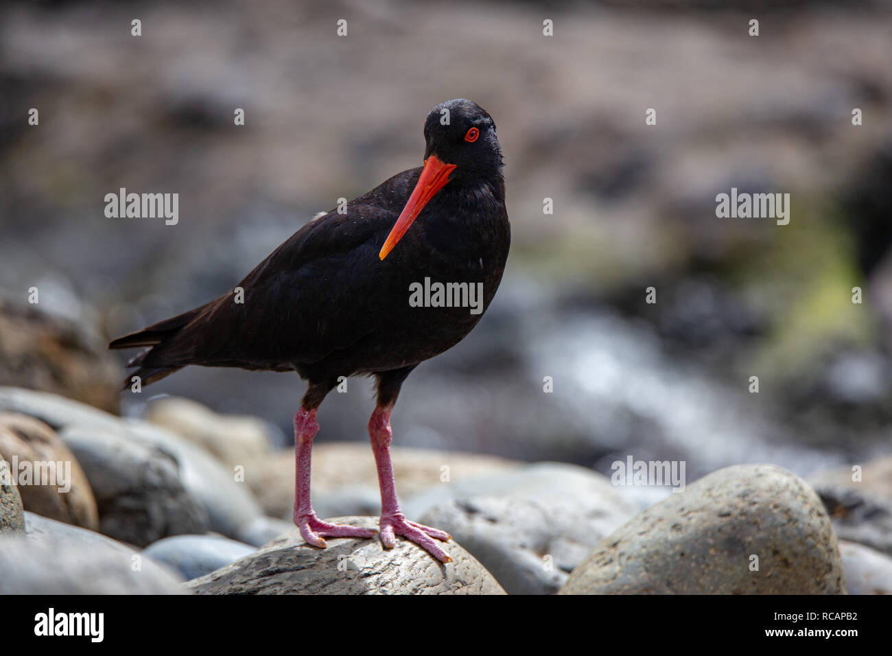 An oyster catcher on the rocky shore at Flea Bay, Banks Peninsula, New Zealand Stock Photo