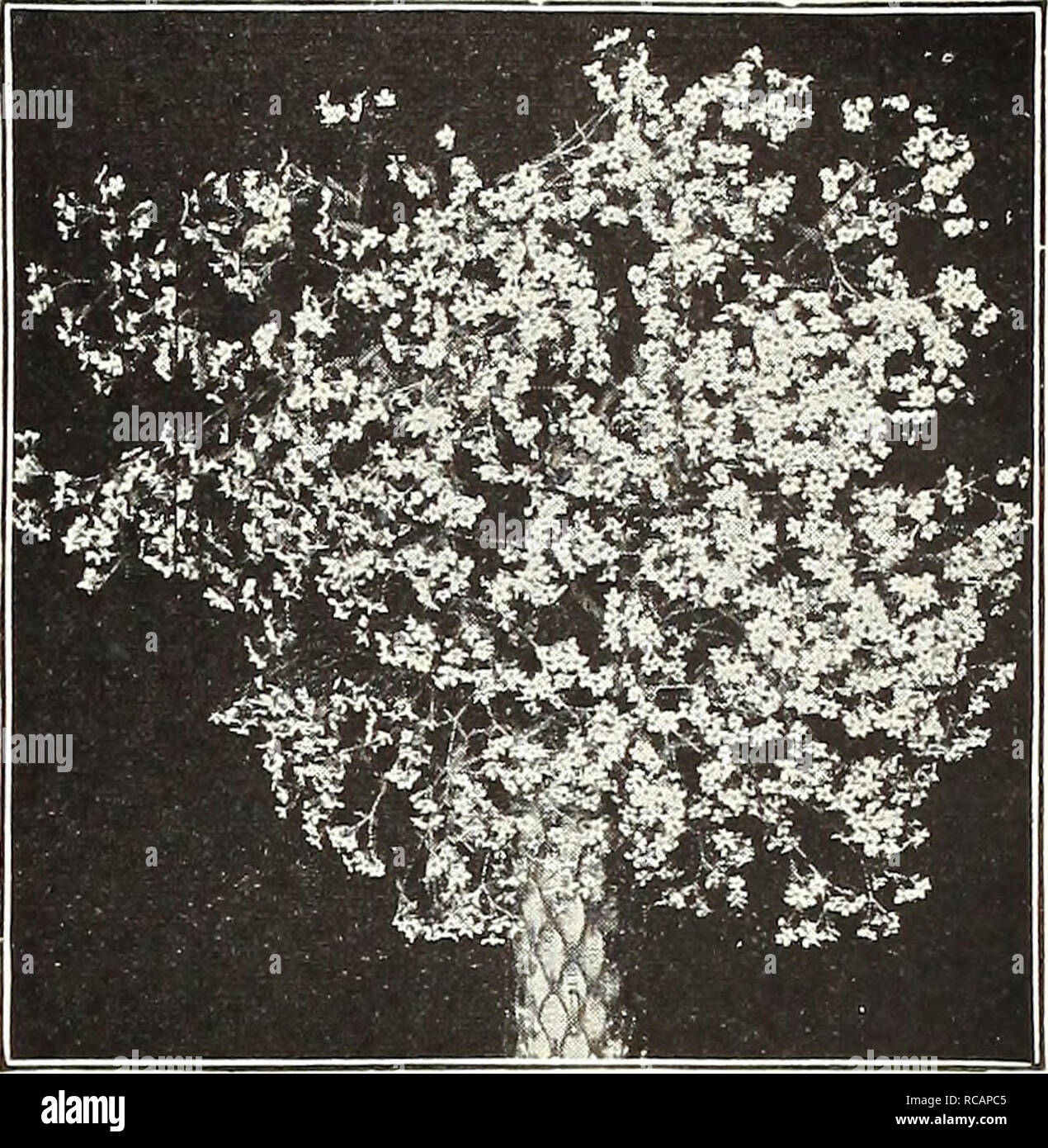 . Dreer's autumn catalogue 1922. Bulbs (Plants) Catalogs; Flowers Seeds Catalogs; Gardening Equipment and supplies Catalogs; Nurseries (Horticulture) Catalogs; Vegetables Seeds Catalogs. /flEHiyMM^iS^i5lMdM.l&amp;||iifeU^iikf^ 39 GYPSOPHILA (Baby. Breath) TheGypsophilas will thrive in any soil in a sunny position, and on ac- count of their gracefully arranged large panicles of minute flowers should be in every garden. Cerastioides. A fine variety for the rockery, growing but 3 inches high, and producing from June to August small white flowers marked witli pink. Paniculata. A beautiful old-fash Stock Photo