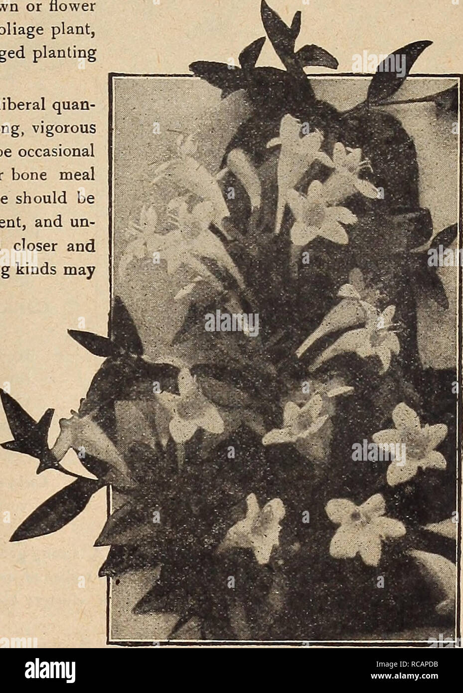 . Dreer's autumn catalogue 1919. Bulbs (Plants) Catalogs; Flowers Seeds Catalogs; Gardening Equipment and supplies Catalogs; Nurseries (Horticulture) Catalogs; Vegetables Seeds Catalogs. Althea William R. Smith Abelia Chinensis Grandiflora ISew Giant-flowered Altbea l^II^I^IAM R, SMITH Everyone will be pleased with this splendid new variety; one of our own introductions. The habit of the plant is ideal, naturally forming attractive, symmetrical, bushy specimens, while the glistening pur^ white flowers are of giant size com- pared to all other sorts, being fully 4 inches in diam- eter under ord Stock Photo