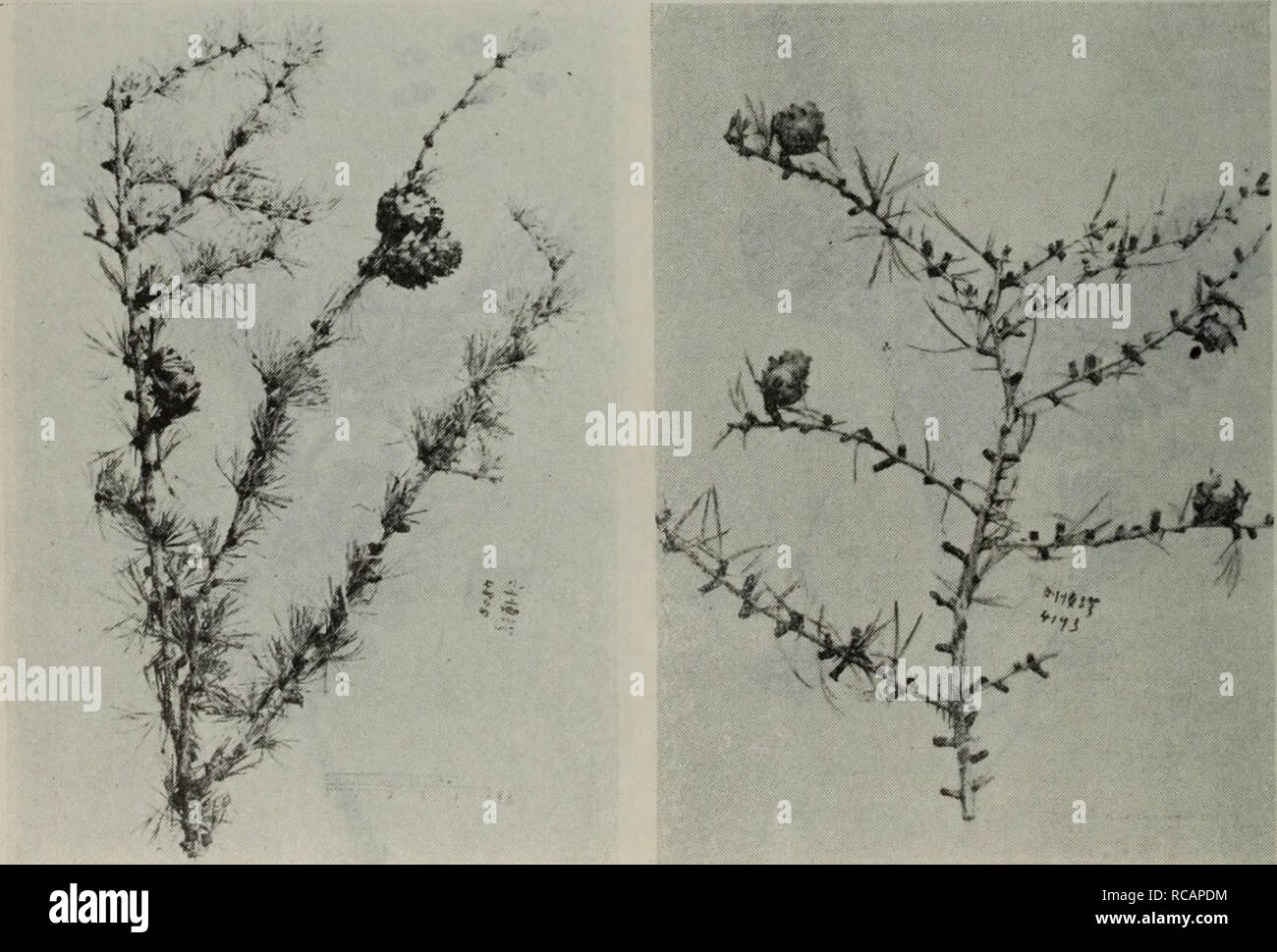 . dong bei mu ben zhi wu tu zhi. botany. 6.???Larix Principis-Rupprechtii Mayr. 7,?????—Larix Wulingshanensis Liou et 8.?????Larix olgensis A. Henry. Wang sp. nov. ????????. Please note that these images are extracted from scanned page images that may have been digitally enhanced for readability - coloration and appearance of these illustrations may not perfectly resemble the original work.. liu shen e. ke xue chu ban she Stock Photo