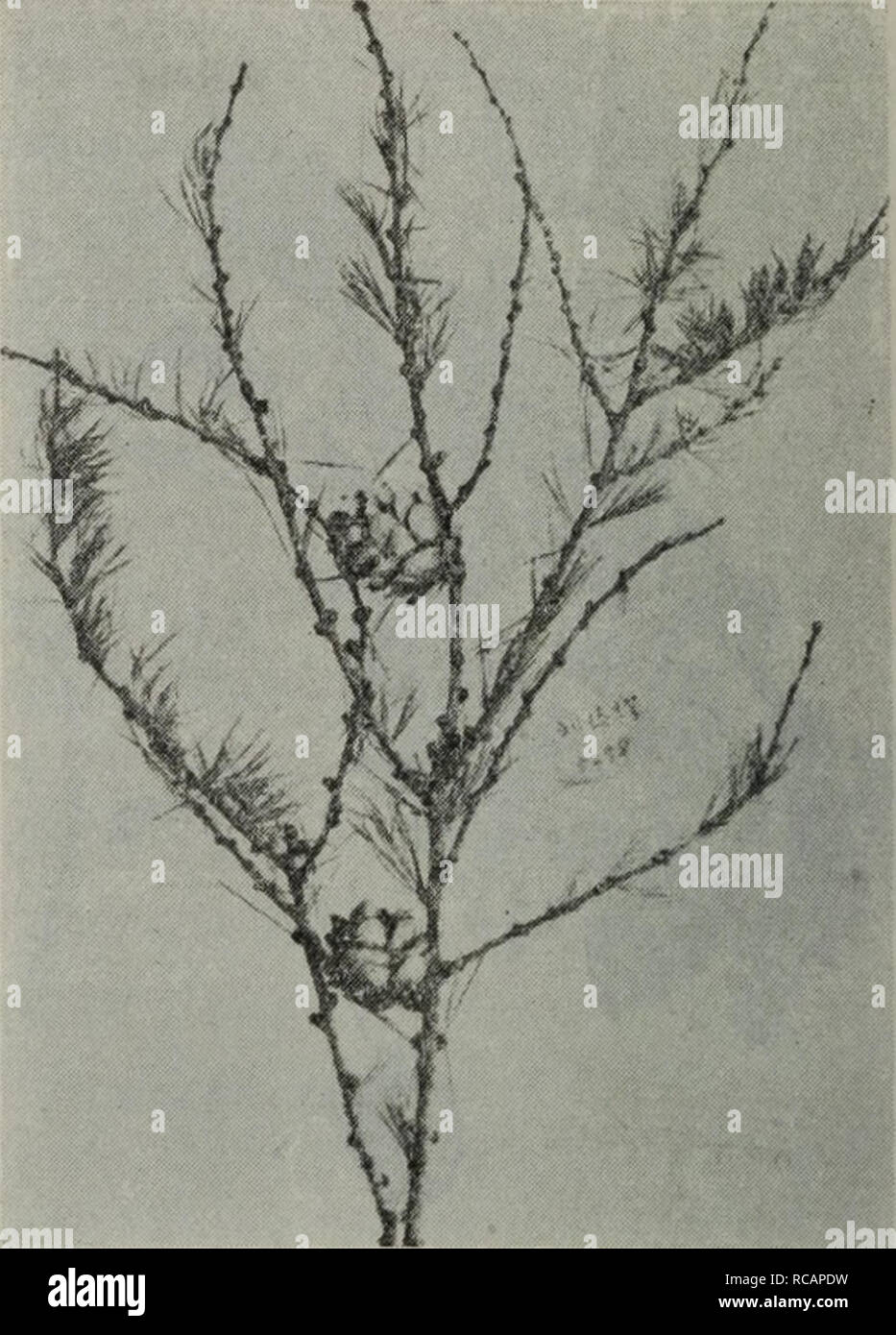 . dong bei mu ben zhi wu tu zhi. botany. 5.?????Larix dahurica Turcz. ??II. 6.???Larix Principis-Rupprechtii Mayr. 7,?????—Larix Wulingshanensis Liou et 8.?????Larix olgensis A. Henry. Wang sp. nov. ????????. Please note that these images are extracted from scanned page images that may have been digitally enhanced for readability - coloration and appearance of these illustrations may not perfectly resemble the original work.. liu shen e. ke xue chu ban she Stock Photo