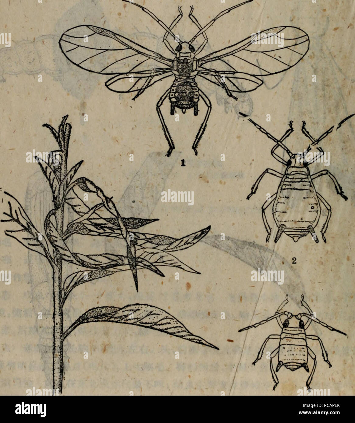 Dong Bei Nong Zuo Wu Hai Chong Tu Shuo Botany 125 Aeemyzus Persicae Sulzer 126 Aec 4 Hyalopteruc Arundinus Fab 127 I G Afyzws Momonis Mats A Aee Ac C I Ee C A A Aea Ae Eaca A A ºa A C C Ae E A A Aea Aei Ac Ae170a C A ºa E E C Aeae a E C E