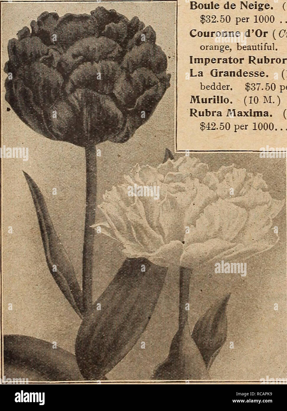. Dreer's autumn catalogue 1919. Bulbs (Plants) Catalogs; Flowers Seeds Catalogs; Gardening Equipment and supplies Catalogs; Nurseries (Horticulture) Catalogs; Vegetables Seeds Catalogs. Old Dutch or Breeder Tulip. 75 6 00 75 6 00 55 4 00 60 4 50 4 50 $47.50 per 1000 65 5 00 Schoonoord. (10 JNI. ) Considered the finest double-white, a &quot;sport&quot; from Murillo. $32.50 per 1000 50 3 50 Tournesol. (9 M.) Scarlet, broadly edged yellow. Fine forcer. $50.00 per 1000 75 5 50 William the Third. (10 M.) Brilliant orange-scarlet, fine bedder. $42.50 per 1000 60 4 50 Collections of Double Tulips 3  Stock Photo