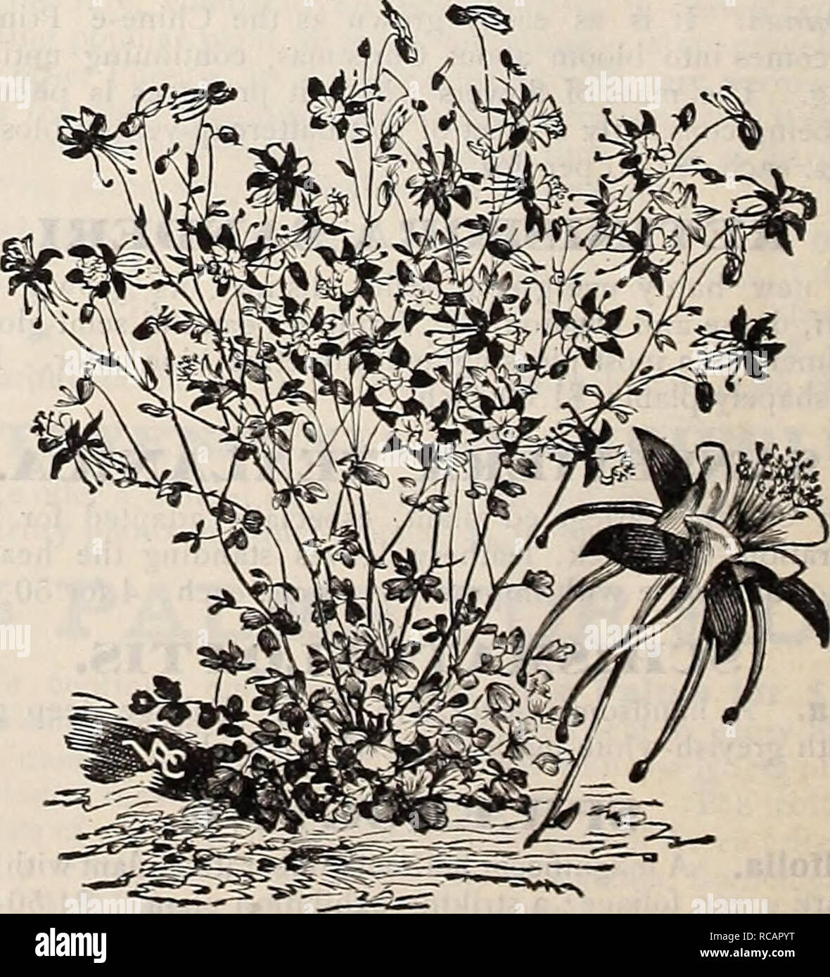 . Dreer's autumn catalogue 1906. Bulbs (Plants) Catalogs; Flowers Seeds Catalogs; Gardening Equipment and supplies Catalogs; Nurseries (Horticulture) Catalogs; Fruit Seeds Catalogs; Vegetables Seeds Catalogs. Aster Grandiflorus. A.chillea [BlUfoil or Tarroio). &quot; The Pearl.&quot; Pure white, flowers allsummeir; 2 fl. niipendiila {Noble Tai&quot;'ow. Large corymbs; golden yel- low ; July ; 2 ft. Millefolium Rosenxa '.Rofsy W!/oil). Rosy pink; blooms all summer; 18 inches. Eupatorium {Fern-leaved Yarrow). Brilliant yellow; 4 ft. Tomentosa (Woolly Yarrow). Golden yellow; June. Adonis Pyrenai Stock Photo
