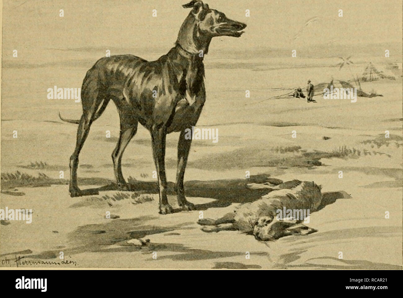 Domesticated animals : their relation to man and to his advancement in civilization. Domestic animals. THE DOG 13 the clog through the admixture of the blood of several differ- ent species, Domesticated animals : their relation to man and to his advancement in civilization. Domestic animals. THE DOG 13 the clog through the admixture of the blood of several differ- ent species,