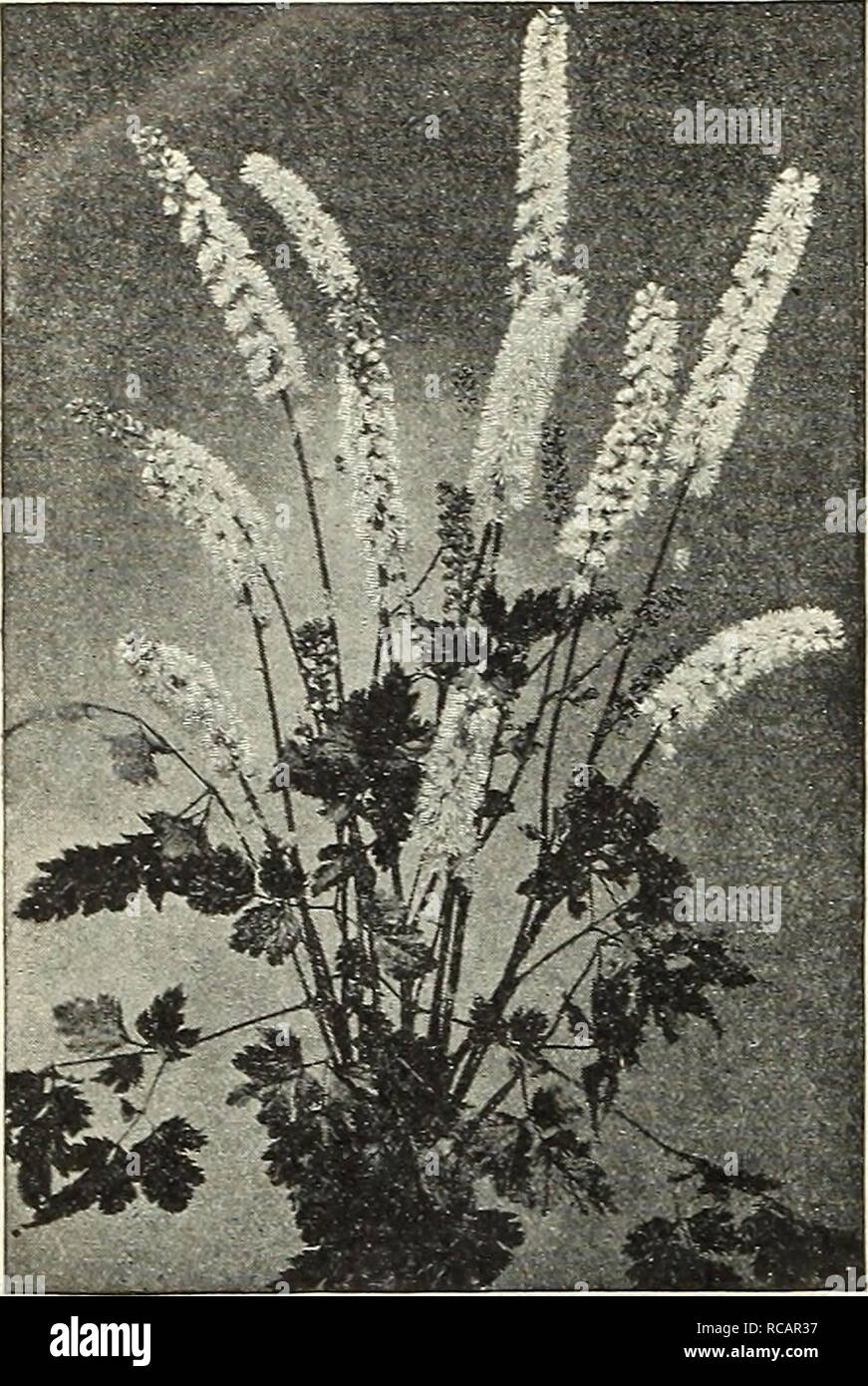 . Dreer's autumn catalogue 1905. Bulbs (Plants) Catalogs; Flowers Seeds Catalogs; Gardening Equipment and supplies Catalogs; Nurseries (Horticulture) Catalogs; Fruit Seeds Catalogs; Vegetables Seeds Catalogs. 40 Henry A. Preer, Philadelphia, Pa.. CiMiciFUGA Simplex. Ciinicifusa R:ice nosa (Snake-rooi). Long spikes of pure white flowers in July: 6 ft. 2.5 cts. each : .$2.50 per doz. Acerinum, or Japnniciiru. White flowers: August and September; 2V ft. 25 cts. each; S2.50 per doz. Dahurica. A handsome species; creamy-white flowers: August and September. 25 cts. each ; $2.50 per doz. Simplex. Val Stock Photo