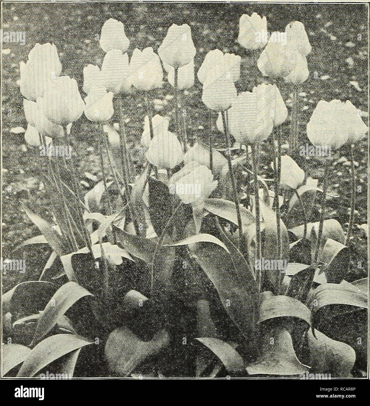 . Dreer's autumn catalogue 1905. Bulbs (Plants) Catalogs; Flowers Seeds Catalogs; Gardening Equipment and supplies Catalogs; Nurseries (Horticulture) Catalogs; Fruit Seeds Catalogs; Vegetables Seeds Catalogs. Henry A. Dreer, Pliiladelpliia, Pa. SINGLE EARLY TULIPS.. SntGLE Early Tulip La Rhine. ArtuS. BriL,'ht scarlet; fiie for forcing or Doz. l&gt;el.!iiig. S12.50 p--r 1000 .gO 25 Belli AllianCS. B;-is;nt scjr^ct; fine forcer an 1 i-.sJler. §22 00 per LOGO 35 Canary Bird. Clear yellow; very early.. 30 ChrysolDra. G )lden-yellov; fine larj;e rio'.vir; haen 25 Rose , .^5 White 35 Yell .-.v 35  Stock Photo