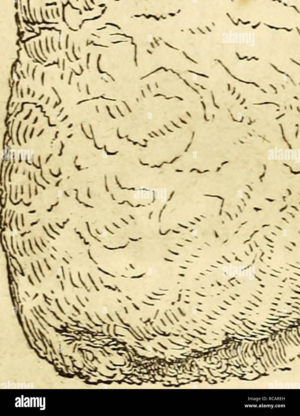 domestic-animals-history-and-description-of-the-horse-mule-cattle