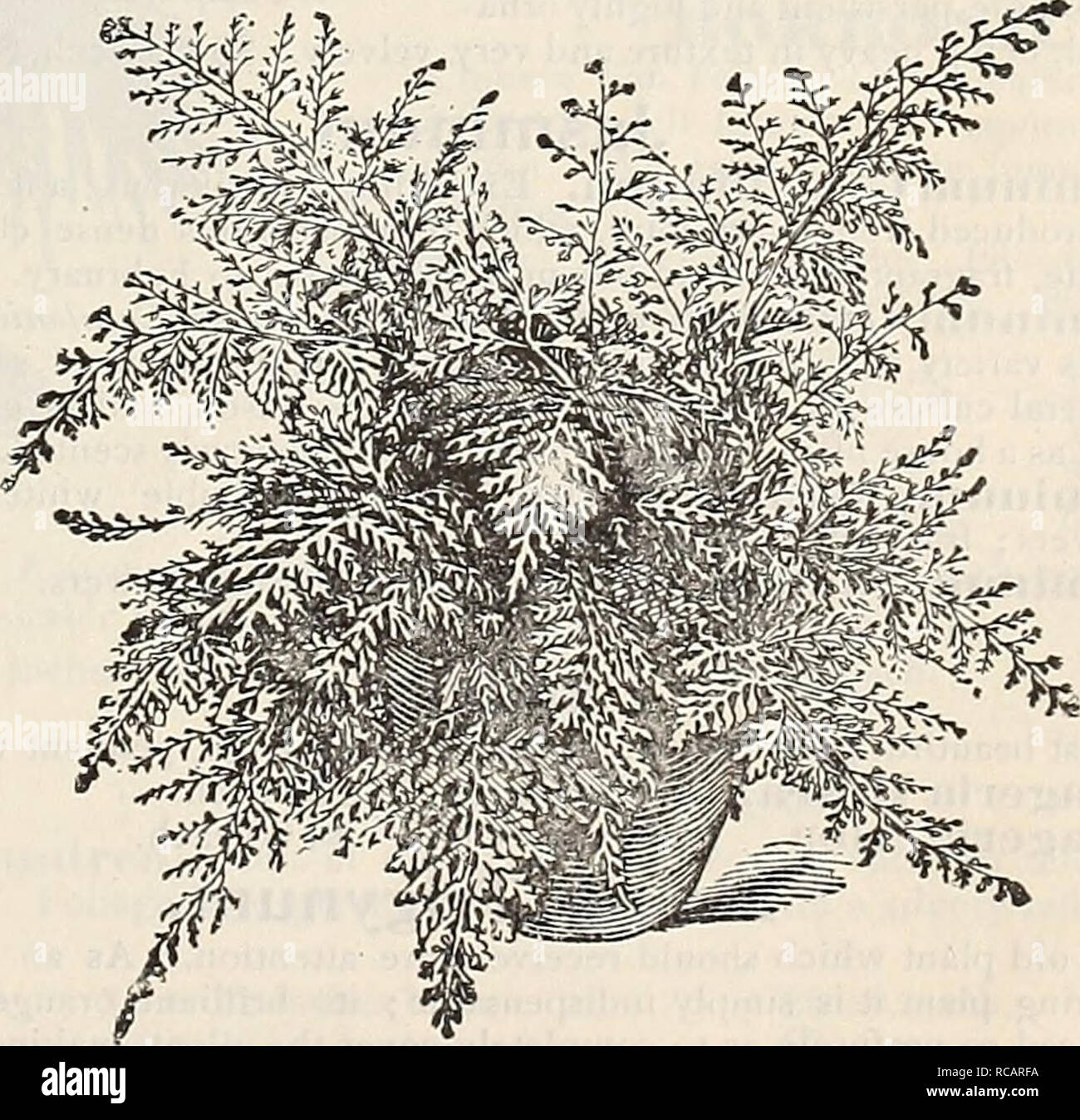 . Dreer's autumn catalogue : 1896 bulbs, plants, seeds. Bulbs (Plants) Catalogs; Flowers Seeds Catalogs; Gardening Equipment and supplies Catalogs; Nurseries (Horticulture) Catalogs; Fruit Seeds Catalogs. Microlepia Hirta Cristata. Pteris Argyrea. One of the most useful Ferns for all purposes; large, bold foliage, with broad band of white through the center of each frond. 15 and 25 cts. each. P. Cretica Albo Lineata. A pretty, dwarf, variagated variety. 15 cts. each. P. Ouratlii. A strong-growing variety of a compact habit, with dark green fronds of easy culture. 15 to 25 cts. each. P. Tremula Stock Photo