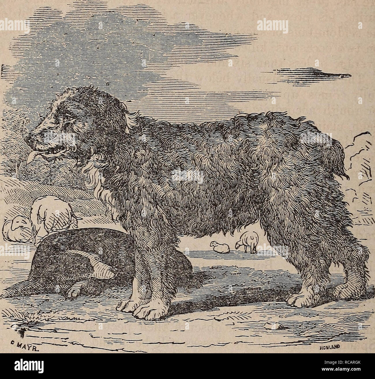 . Domestic animals. Domestic animals. 212 DOMESTIC ANTMALd. Fig. 39.. Drover s Dog. ten ier have sometimes been resorted to for a strain of that in- domitable courage and game, which is frequently requisite to the proper discharge of his duties. He requires more training than the sheep-dog, as his peculiar instincts are rather to the management of the flock than the herd; but when fairly bro- ken in, he is equally expert in its management. The drover's dog may also be useful for watching, if crossed with a refer- ence to this object, which the sheep-dog seldom is. The Terrier. This, in additio Stock Photo