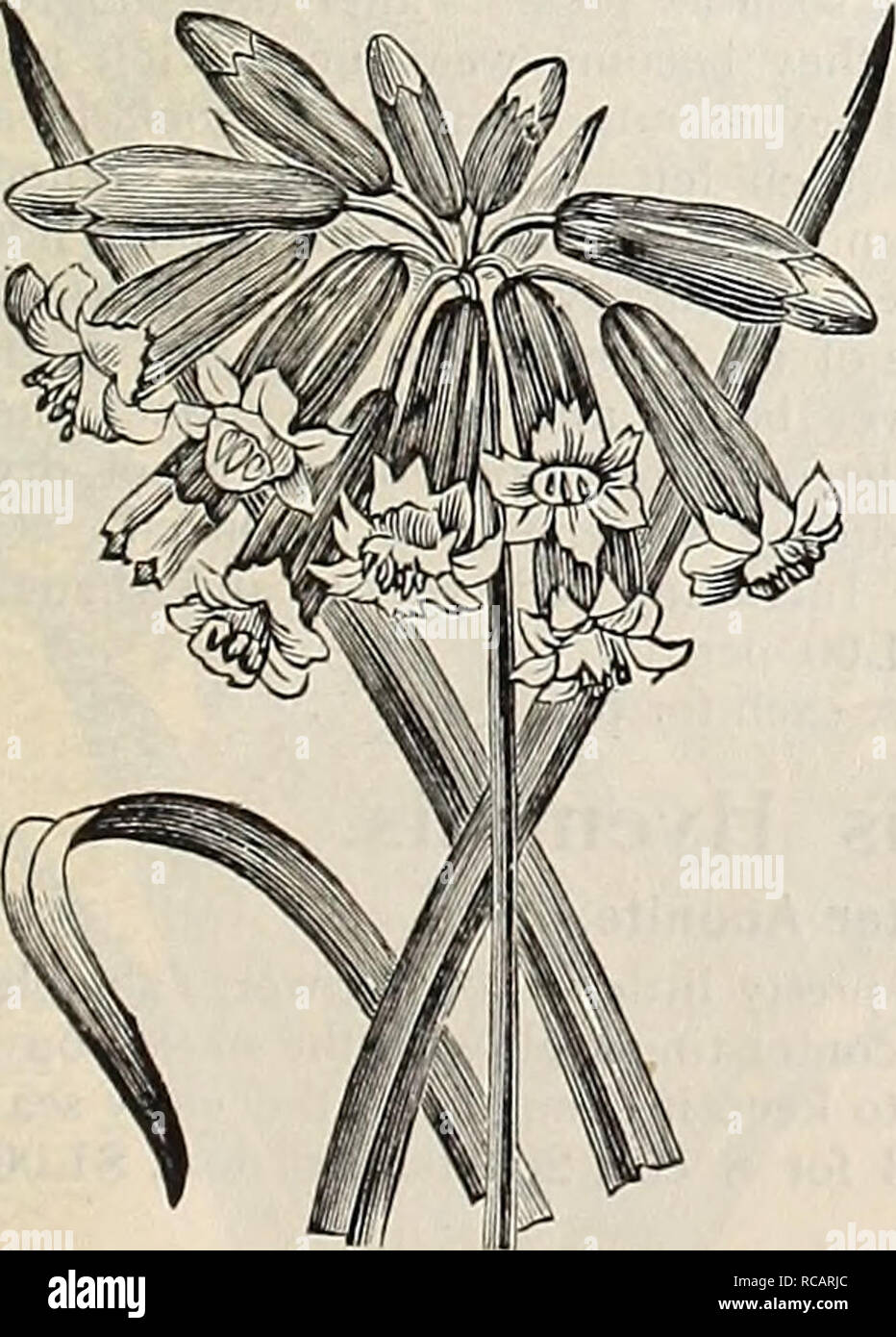 . Dreer's autumn catalogue : 1896 bulbs, plants, seeds. Bulbs (Plants) Catalogs; Flowers Seeds Catalogs; Gardening Equipment and supplies Catalogs; Nurseries (Horticulture) Catalogs; Fruit Seeds Catalogs. Calochortus.. chionodoxa. ( Glory of the Snow.) BABIANA. A charming genus with leaves of darkest green, thickly covered with downy hairs, and bearing showy spikes of flowers. They should have the pro- tection of a cold-frame, and are very successfully grown in pots. Height, 6 to 9 inches. Mixed Varieties. 3 for 10 cts., 40 cts. per doz., §3.00 per 100. CALOCHORTUS. (Mariposa, or Butterfly Tul Stock Photo