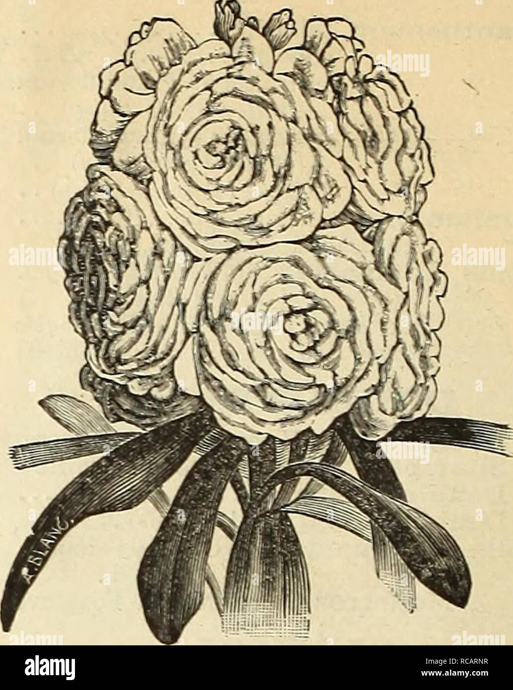 . Dreer's autumn bulb catalogue : 1891. Bulbs (Plants) Catalogs; Flowers Seeds Catalogs; Gardening Equipment and supplies Catalogs; Nurseries (Horticulture) Catalogs. Primula Sinensis Pimbriata. Dreer's Prize Strain. Choicest Mixed. A strictly first-class strain, selected from fringed flowers only, and comprising bright shades and large size. We have no hesitation in offering this as the very best strain procurable 25 Primula Fimbriata Alba, pure white 25 â¢ â Rubra, red 25 &quot; â¢â Alba Magnifica, pure white. with a large bright yellow eye, 50 'â¢ Kermesina Splendens, bril- liant crimson wi Stock Photo