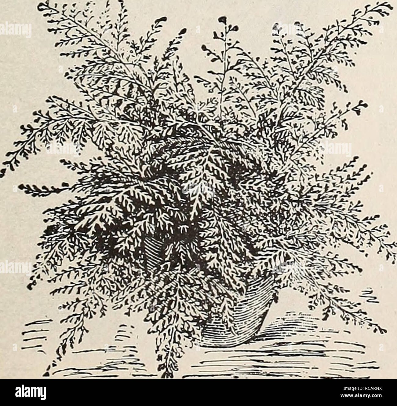 . Dreer's autumn catalogue : 1895. Bulbs (Plants) Catalogs; Flowers Seeds Catalogs; Gardening Equipment and supplies Catalogs; Nurseries (Horticulture) Catalogs; Fruit Seeds Catalogs. Davallia Stricta. Adiantum Cuneatum Grandiceps. Davallia Fijiensis Plumosa. A charming evergreen Fern, with gracefully arching fronds ; of easy and rapid growth. 25 to 50 cts. each. Nephrolepis Kxaliala. This is the popular Boston Sword Fern, the true long-leaved variety which is used so exten- sively in the eastern states ; a most useful house Fern. 25 and 50 cts. each, N. Davalleoides Furcans. A beautiful and d Stock Photo