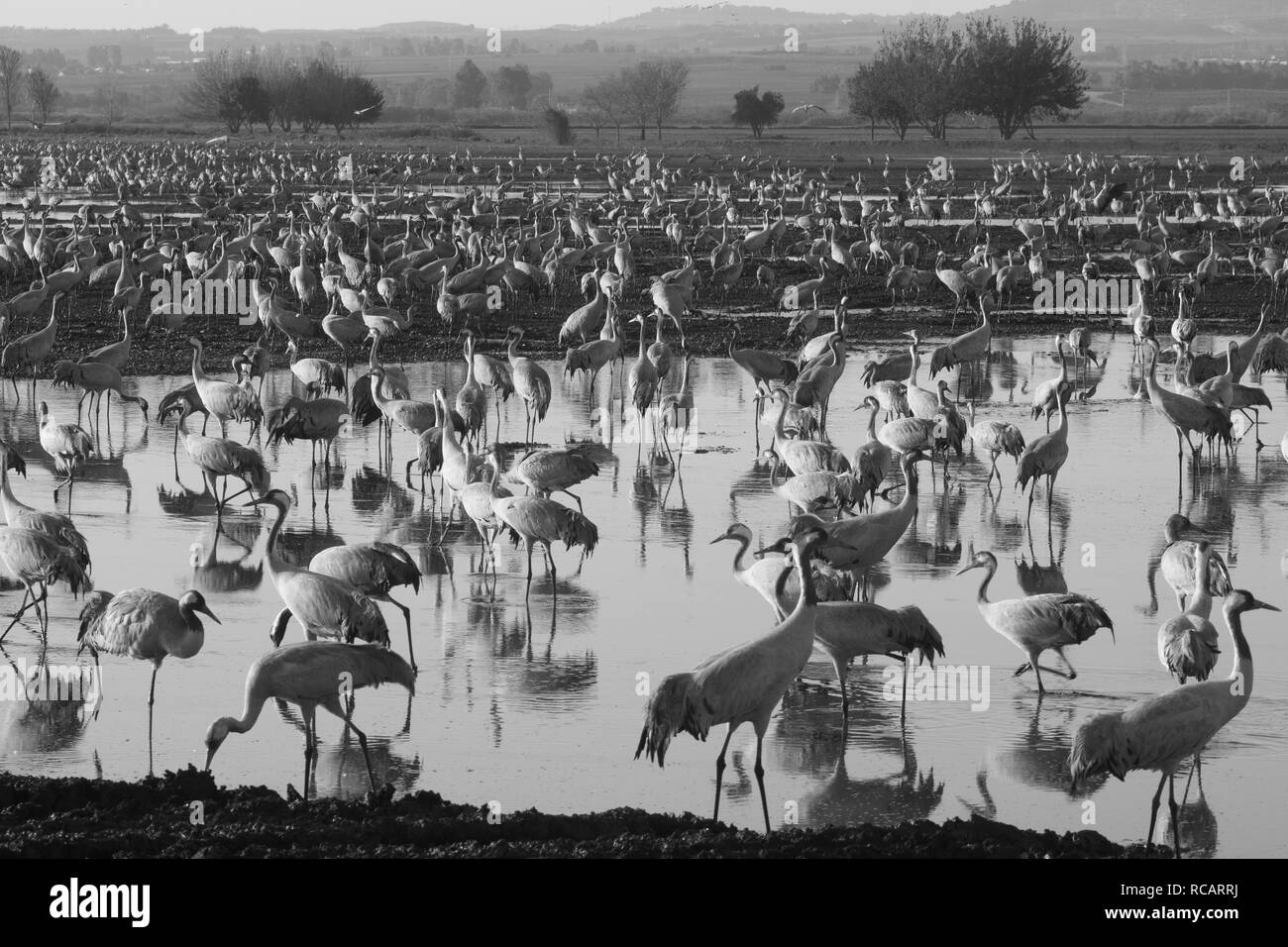 Common Crane birds in the Agamon Hula bird refuge, Hula Valley, Northern Israel Stock Photo