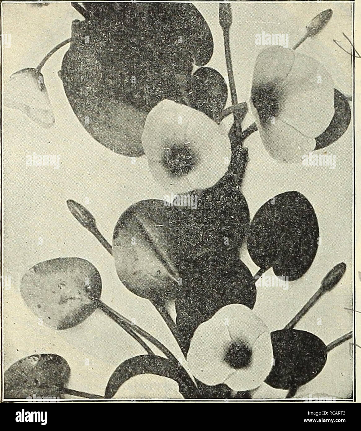. Dreer's 1838 1908 garden book. Seeds Catalogs; Nursery stock Catalogs; Gardening Equipment and supplies Catalogs; Flowers Seeds Catalogs; Vegetables Seeds Catalogs; Fruit Seeds Catalogs. 234 nhHENRTADRKK WIlADELPHIA^'AWl WATER LILIES-^ AQUATICS. LlMNOCHRIS HUMBOLDTI (WatER PoPPY). (Offered on next Page.) Miscellaneous Aquatics. Stif a/so tiiuiey Aqiiarimn Planls on nextpa«e. AcoruS Japonica VarJegata {Variegated Sweet Flag). One of Uie nnest variei^'ated plants in cultivation. 25 cts. each ; $2 50 per doz. — Qrarnineus VariegatuS. Dwarf-growing with leathery leaves, beautifully maigined wit Stock Photo