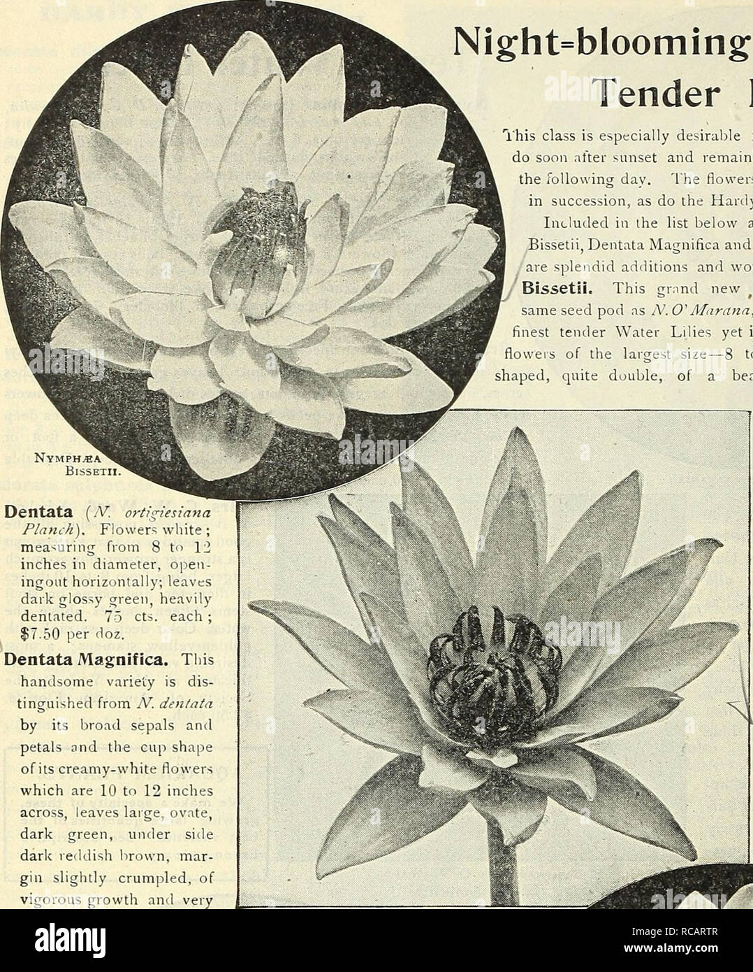 . Dreer's 1838 1908 garden book. Seeds Catalogs; Nursery stock Catalogs; Gardening Equipment and supplies Catalogs; Flowers Seeds Catalogs; Vegetables Seeds Catalogs; Fruit Seeds Catalogs. 232 (nHHroTADRKR-PHIlADELPtllAM^^WAnRLlll[^&quot;Â°AQUATICS- 1. Dentata [IV. ortigiesiana Planch). Flower^ white; measuring from 8 tn 1 inches in diameter, opeii- ingoiit horizontally, leaves dark glossy green, heavily dehtated. 75 cts. each ; .50 per doz. Dentata Magnifica. Tins handsome variety is dis- tinguished from N. dentata by its broad sepals and petals and the cup shape of its creamy-white flowers  Stock Photo