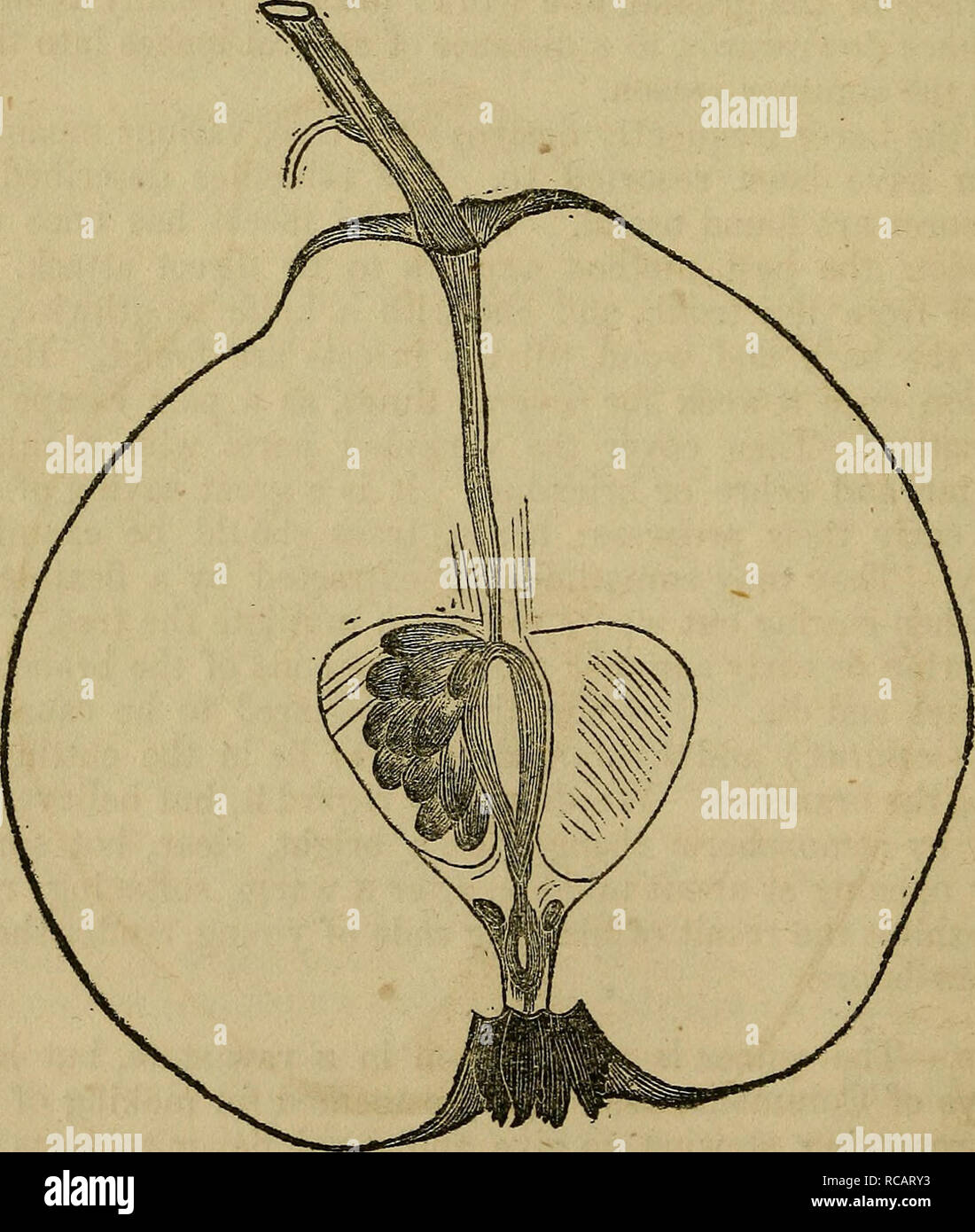 . Elliott's fruit book;. Fruit-culture; Fruit. [from old catalog]. 434 ...