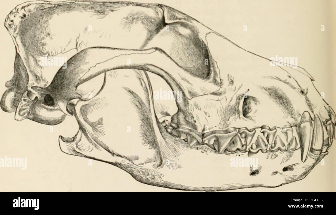 do puppies have thick skulls