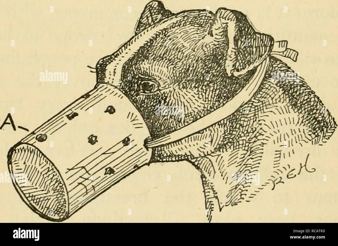 The Dog S Medical Dictionary An Encyclopedia Of The Diseases Their Diagnosis Amp Treatment And The Physical Development Of The Dog Dogs Diseases Anaesthetics U Anaesthetics Therefore One Should Always