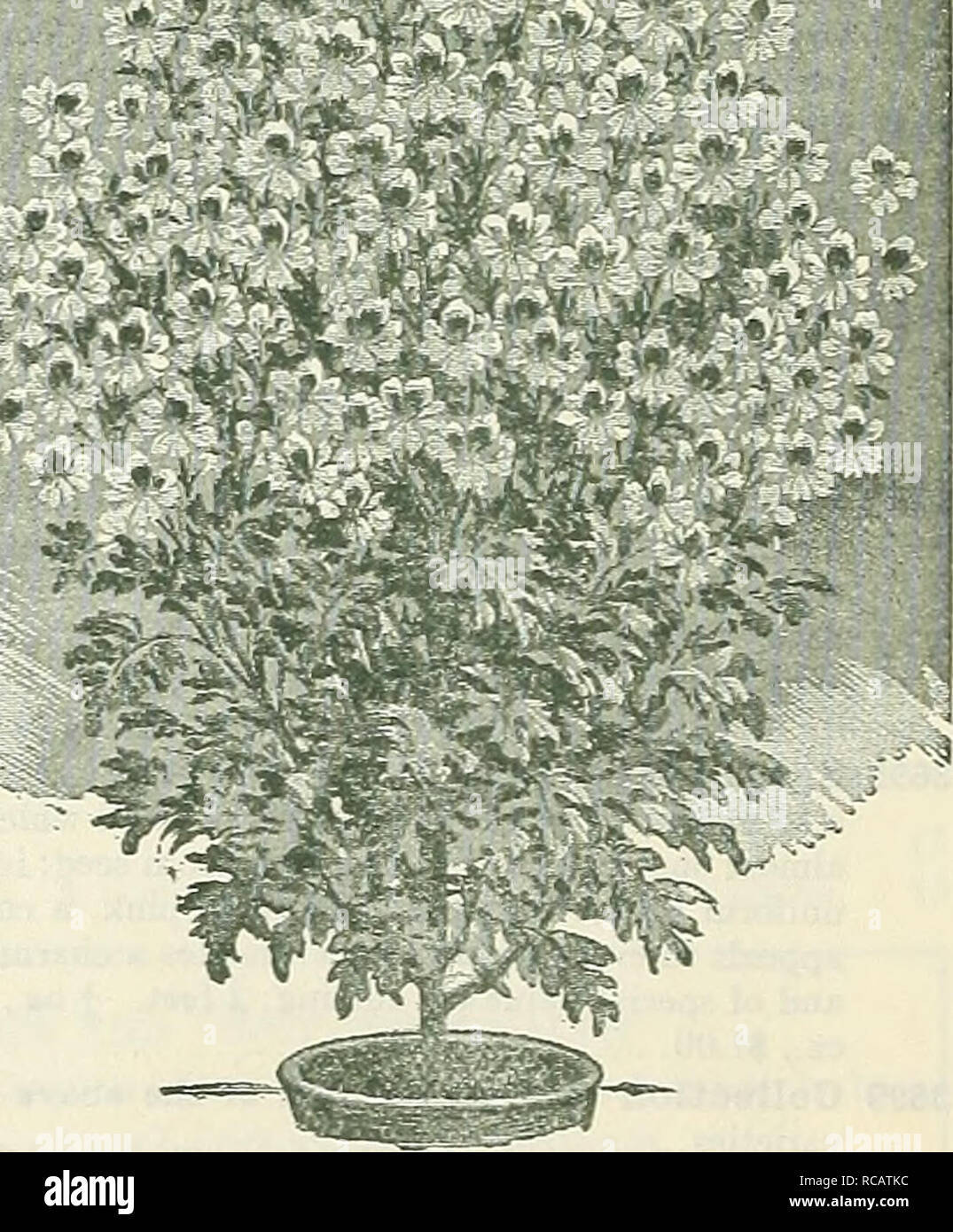 . Dreer's abridged list 1930. Seeds Catalogs; Nursery stock Catalogs; Gardening Equipment and supplies Catalogs; Flowers Seeds Catalogs; Vegetables Seeds Catalogs. Schizanthus Wisetonensis. Please note that these images are extracted from scanned page images that may have been digitally enhanced for readability - coloration and appearance of these illustrations may not perfectly resemble the original work.. Henry A. Dreer (Firm); Henry G. Gilbert Nursery and Seed Trade Catalog Collection. Philadelphia, Pa. : Henry A. Dreer Stock Photo