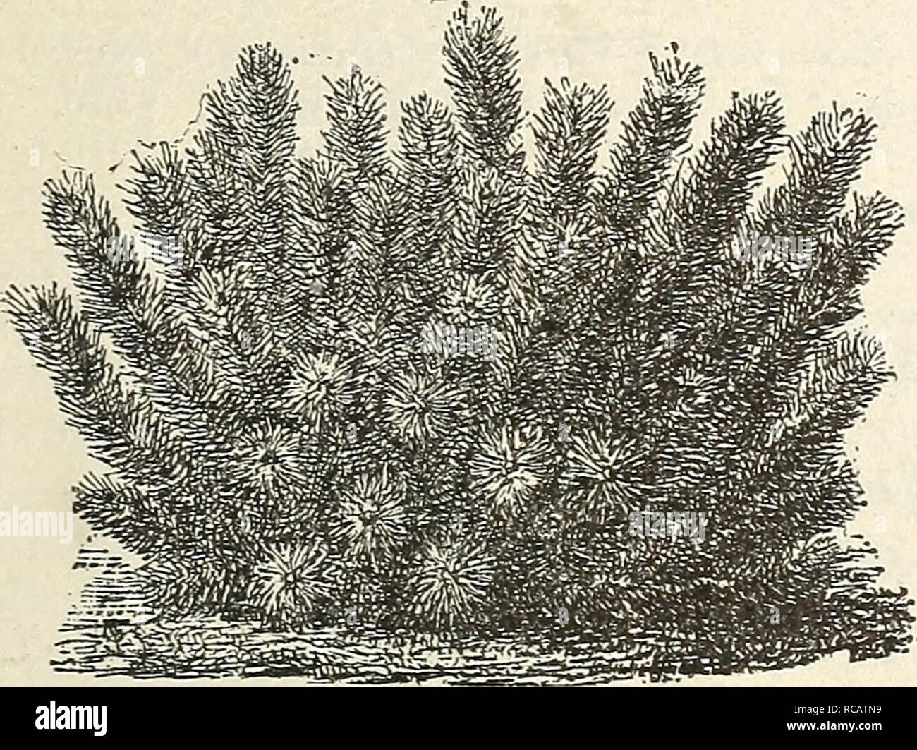 . Ellwanger &amp; Barry's general catalogue : Mount Hope nurseries. AUSTRIAN PINE, Mugho. Dwarf Mugho Pine. D. Its gen- eral form is that of a piue busli. $1.00.. DWARF MUGHO PINE. + var. rotundata. C $1.00. Monspeliensis. Salzmann'S Pine. B. A noble tree; leaves six to seven inches long-. $1.50. Pallasiana. B. A valuable variety. $1.00 to .$2.00. sylvestris. SCOTCH Pine or. Fir. A. Very hardy; valuable for shelter. 50 cents. Section II. Usually with three leaves in a sheath. horizontalis. B. Leaves six to eight inches long. $1.00 to $2.00. tJelfreyi. JEFFREY'S PiNE. A. A noble Pine: hardy. $1 Stock Photo