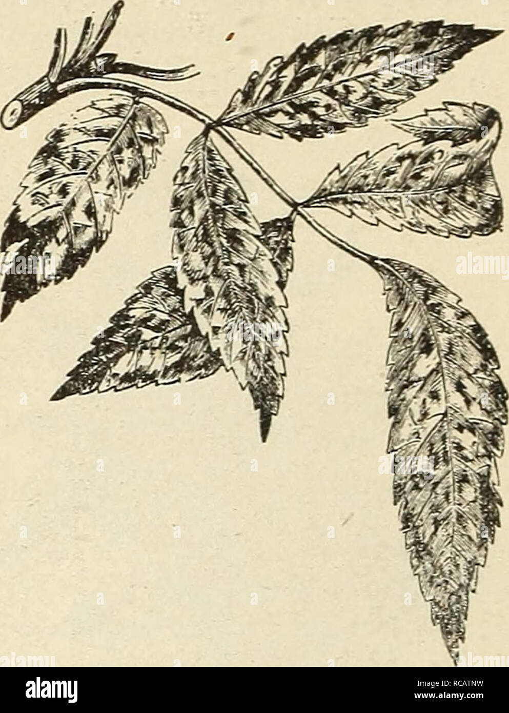 . Ellwanger &amp; Barry's general catalogue : Mount Hope nurseries. RIVERS' PURPLE-LEAVED BEECH. var. qiiercifolia. Oak-leaved Beech. B. $3.00. Fraxinus (Ash). This is a large family, and comprises many species and varieties of great beauty and value. alba argentea niarginata. B. Marg'ins of leaves silvery white. $1.00. Americana var. auciibtefolia. AUCUBA- LEAVED Ash. B. Gold-blotched leaves; per- manent variegation. $1.00. var. Bosci. Bosc'S Ash. B. $1.00. var. juglandifolia. Walnut-LEAVED Ash. B. $1.00. var. pannosa. Cloth-LIKE-LEAVED Ash. B. $1.00. var. rufa. RuFOUS-HAlRED ASH. B. $1.00. v Stock Photo