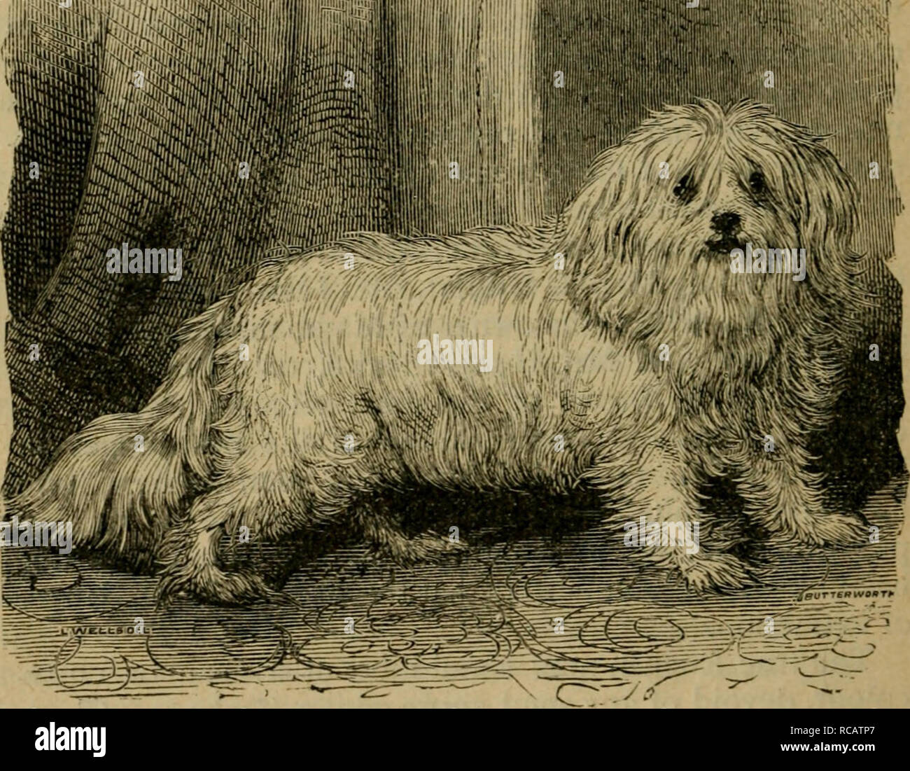 Why Does My Dog Have Loose Neck Skin