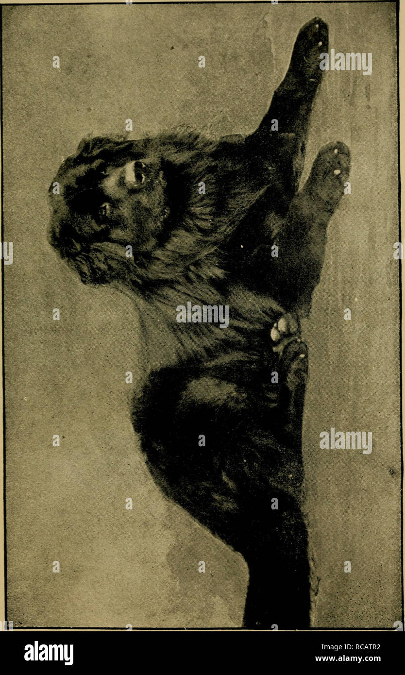 . The dog : its varieties and management in health. Dogs. . Please note that these images are extracted from scanned page images that may have been digitally enhanced for readability - coloration and appearance of these illustrations may not perfectly resemble the original work.. Walsh, J. H. (John Henry), 1810-1888; Armatage, George. London ; New York : F. Warne Stock Photo
