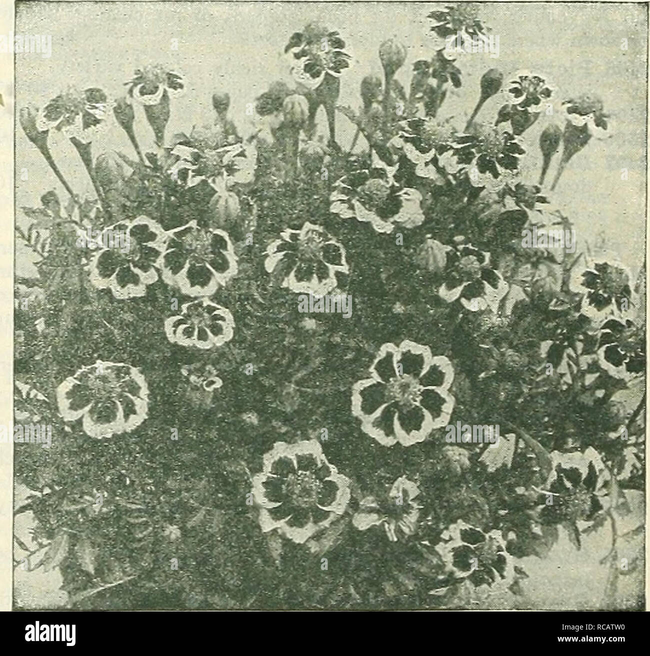 Dreer S Abridged List 1930 Seeds Catalogs Nursery Stock Catalogs Gardening Equipment And Supplies Catalogs Flowers Seeds Catalogs Vegetables Seeds Catalogs Orange Primcs And Lemon Queen African Makigolds Dwarf Double French Marigolds