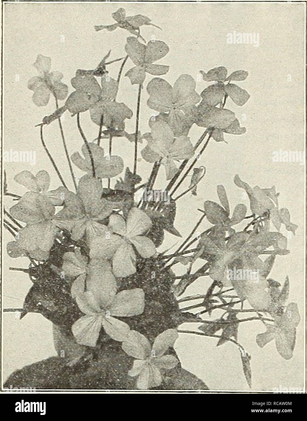 . Dreer's garden book 1916. Seeds Catalogs; Nursery stock Catalogs; Gardening Equipment and supplies Catalogs; Flowers Seeds Catalogs; Vegetables Seeds Catalogs; Fruit Seeds Catalogs. 244 nil iHMTADRHR -PHILADELPHIAt|»pw PEREMMIAL PLANTS. Viola Corkuta Purpurea TIOLA CORNUTA PUR- PUREA, OR, G. WERMIG. A variety of the tufted Pans}7, forming clumps that are a sheet of bloom the entire season, and a most attractive subject for the border; the flowers, which in general appearance closely resembles the Princess of Wales Violet, make it a splendid substitute for the latter during the summer months  Stock Photo