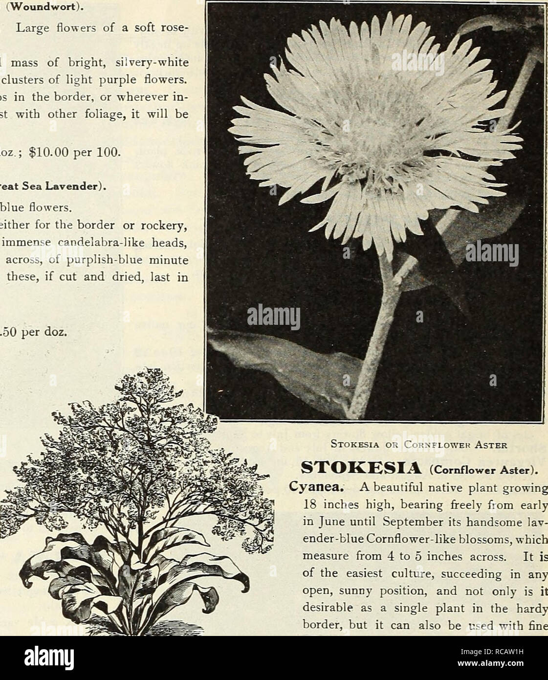 . Dreer's garden book 1916. Seeds Catalogs; Nursery stock Catalogs; Gardening Equipment and supplies Catalogs; Flowers Seeds Catalogs; Vegetables Seeds Catalogs; Fruit Seeds Catalogs. 240 Or IHMafADRBR-IHIIADftPHIA-M-^fHARPy PEREMIilAL PbAMTS STACHYS (Woundwort). Betonica Grandiflora (Betony). Large flowers of a soft rose- color; June ?nd July; 15 inches. Lanata. Forms a densely leaved mass of bright, silvery-white woolly foliage and inconspicuous clusters of light purple flowers. As a plant for edging or for clumps in the border, or wherever in- tense color is desired for contrast with other  Stock Photo