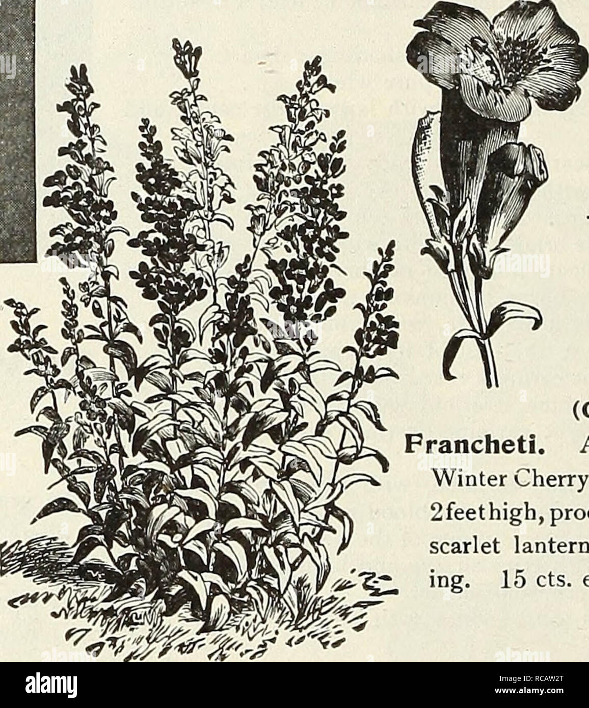 . Dreer's garden book 1916. Seeds Catalogs; Nursery stock Catalogs; Gardening Equipment and supplies Catalogs; Flowers Seeds Catalogs; Vegetables Seeds Catalogs; Fruit Seeds Catalogs. Phlox Divaricata PENTSTEMON (Beard Tongue). Most useful showy perennials, either fir the border or rockery. With the exception of Sen- sation, which requires protection, they are per- fectly hardy. Gloxinioides &quot;Sensation.&quot; A beautiful strain, bearing spikes of large Gloxinia-like flowers in a great variety of bright colors, including rose, cherry, crimson, purple, lilac, etc. The plants grow 2 feet hig Stock Photo
