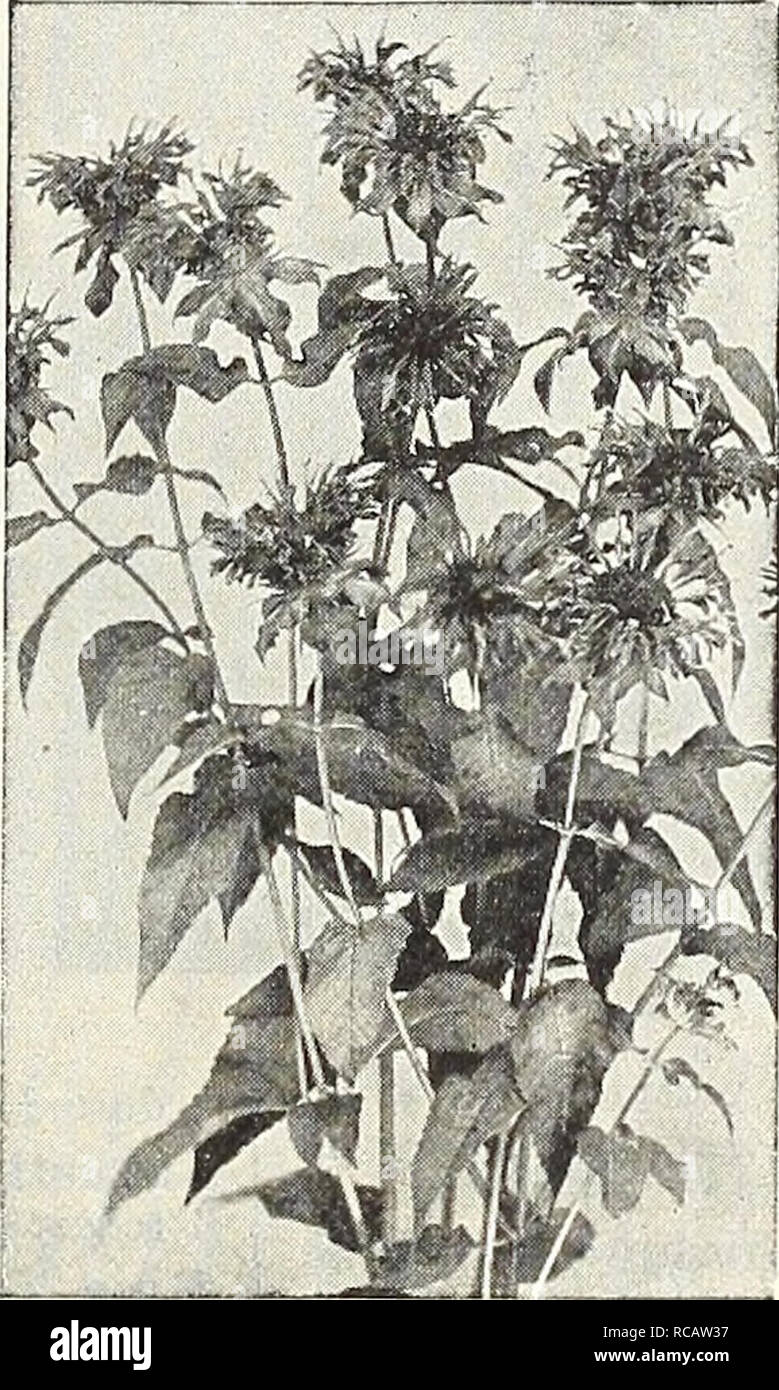 . Dreer's garden book 1916. Seeds Catalogs; Nursery stock Catalogs; Gardening Equipment and supplies Catalogs; Flowers Seeds Catalogs; Vegetables Seeds Catalogs; Fruit Seeds Catalogs. 227 LYTHRUM. Alatum. An uncommon species, grows about 2 feet high, with crimson-purple flowers from June to September. 25 cts. each; $2.50 per doz. Roseum Superbum (Rose Loose-strife). A strong-growing plant, 3 to 4 feet high, thriving in almost any position, producing large spikes of ro^e-colored flow- ers from July to September. 15 cts, each; $1.50 per doz.; $10.00 per 100. Roseum, Perry's Variety. A splendid i Stock Photo