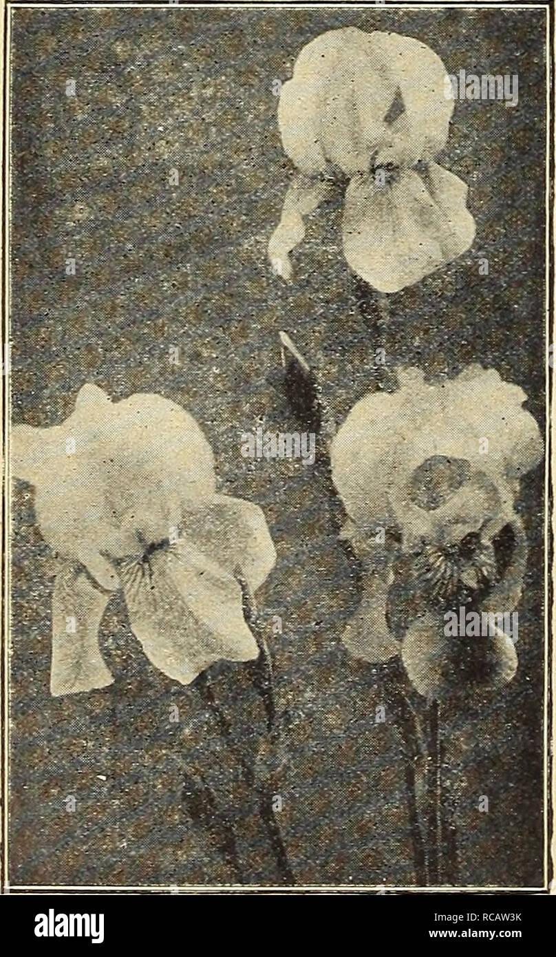. Dreer's garden book 1916. Seeds Catalogs; Nursery stock Catalogs; Gardening Equipment and supplies Catalogs; Flowers Seeds Catalogs; Vegetables Seeds Catalogs; Fruit Seeds Catalogs. and suffused with violet. 44 Yoshimo. Creamy white, delicately veined with violet, 6 petals. 55 Shuchiukwa. Crimson-purple, with large white veins and centre. Price. 62 72 77 83. Iris Interregna Six-petaled Japanese Iris MisutmoshitO. Violet-purple, marbled with white. Ujl = no = hotaru. Bright violet purple shaded with blue, 6 petals. Yayaura. White, marbled with light violet. Washi=no=wo. A mottled, violet-purp Stock Photo