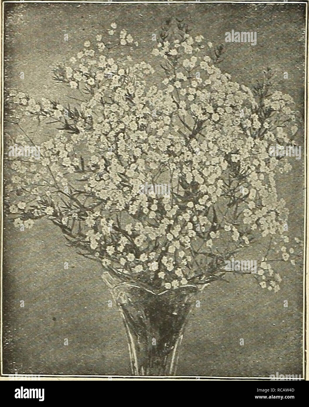 . Dreer's garden book 1916. Seeds Catalogs; Nursery stock Catalogs; Gardening Equipment and supplies Catalogs; Flowers Seeds Catalogs; Vegetables Seeds Catalogs; Fruit Seeds Catalogs. 218OllTHWADREER MADELPHIA'lAiSr.HARDY PERENHIAL PLANTS- llfl. Gypsophila Paniculata Fl. Pl. GYPSOPHILA. (Baby's Breath.) The Gypsophilas will thrive in any soil in a sunny position, and on account of their grace- fully arranged large panicles of minute flowers should be inevery garden. Acutifolia. A strong-growing species with large 2 feet high panicles of pure white small flowers in Tuly. Gypsophila Cerastioides Stock Photo