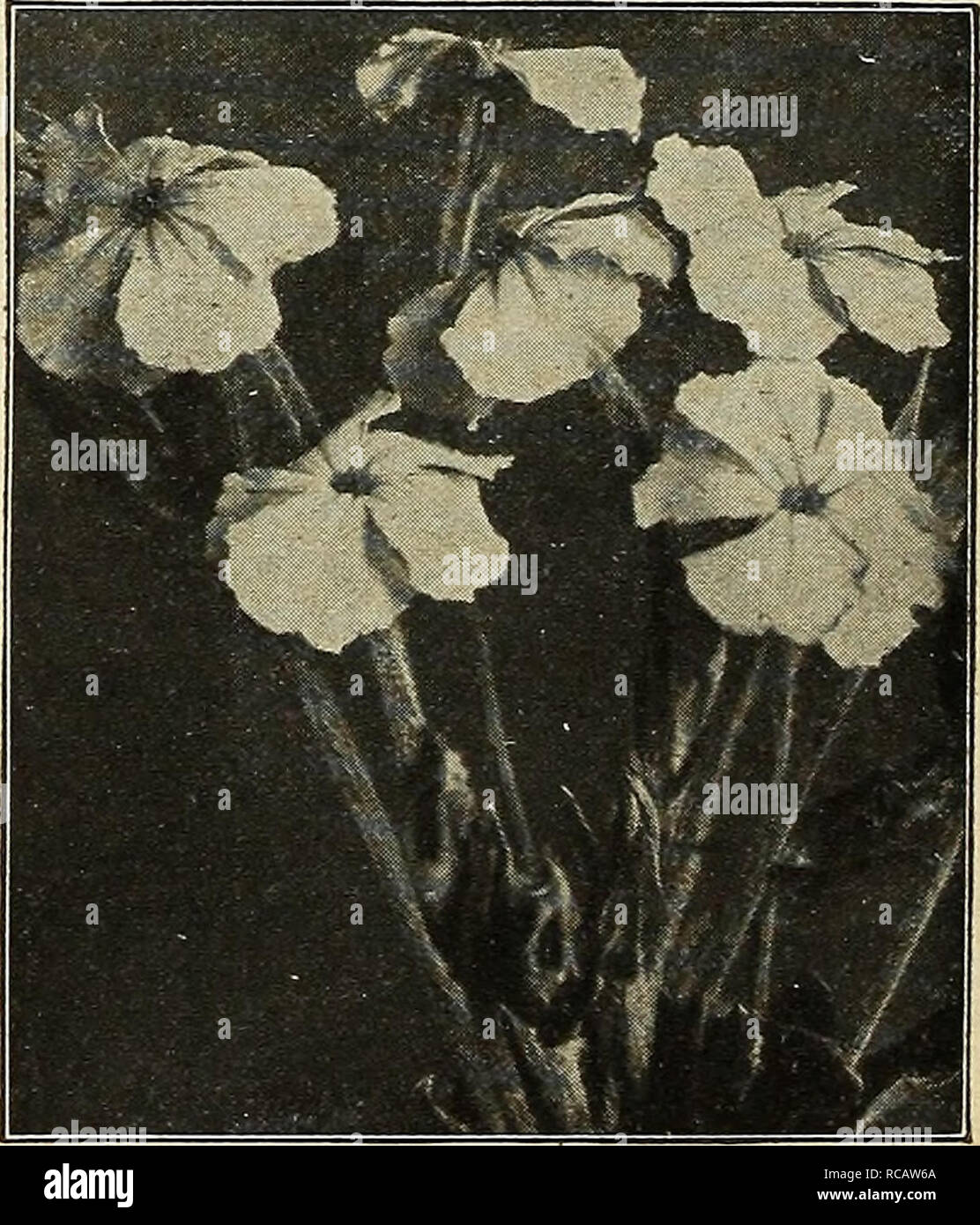 . Dreer's garden book 1916. Seeds Catalogs; Nursery stock Catalogs; Gardening Equipment and supplies Catalogs; Flowers Seeds Catalogs; Vegetables Seeds Catalogs; Fruit Seeds Catalogs. Achillea Millefolium Roseum (Offered on page 197) ADENOPHORA. Megalantha. A new variety, produc- ing from June to October large, attrac- tive porcelain-blue blossoms. 35 cts. each; $3.50 per doz. Potatlini. An easily-grown, useful, attractive plant, with light blue flowers, not unlike Canterbury bells; July to September; 18 inches. 25 cts. each; $2.50 per doz. ADONIS (Bird's Eye). One of the choicest of early spr Stock Photo