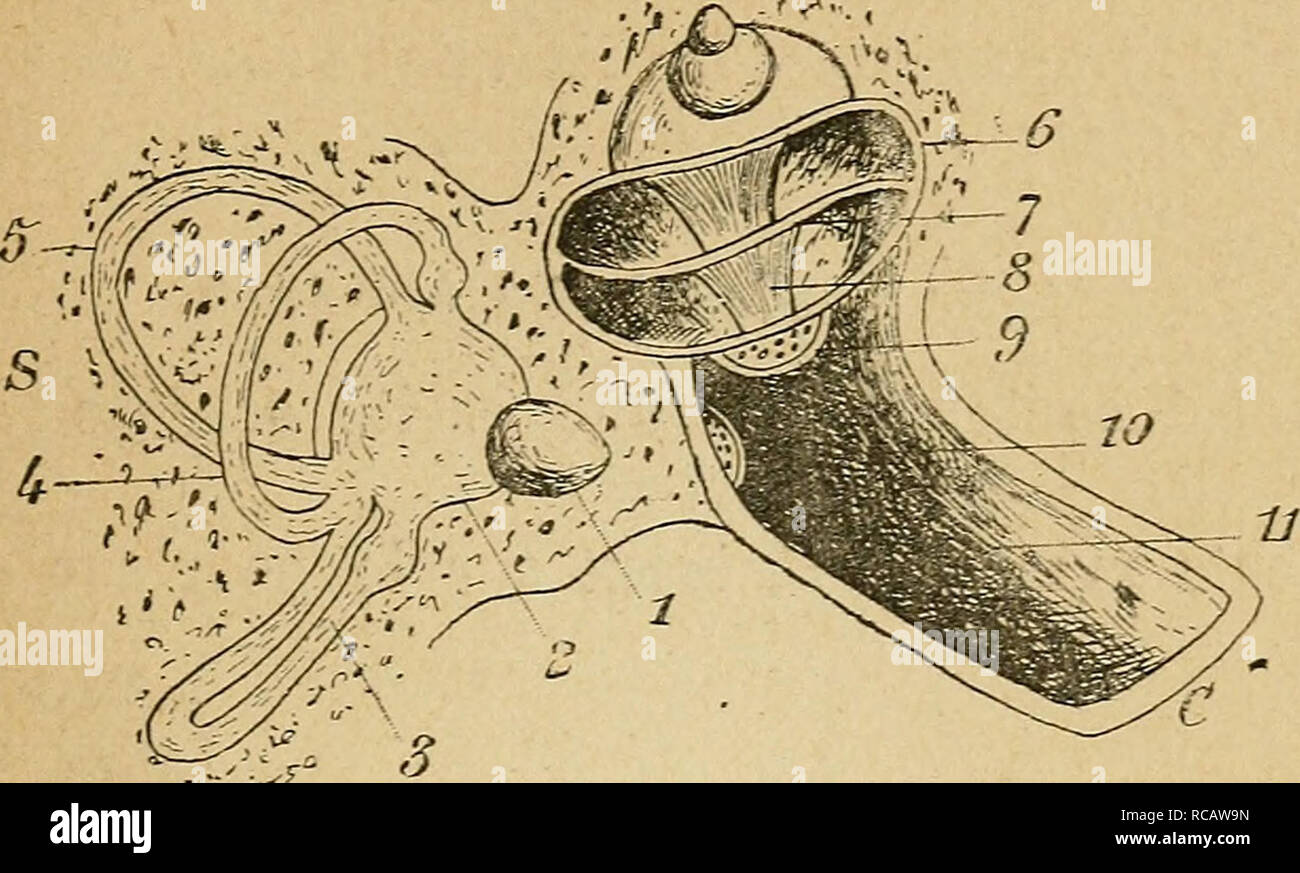 ElÃ©ments d'anatomie et de physiologie gÃ©nitale et obstÃ©tricale;  prÃ©cÃ©des de la description sommaire du corps humain a l'usage des  sages-femmes. Reproduction; Fetus. FONCTIONNEMENT DE L'OREILLE de petits  organes en forme de