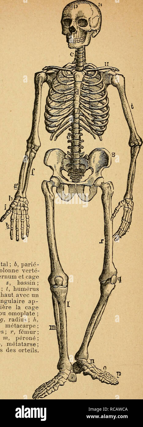Squelette Humain High Resolution Stock Photography And Images Alamy