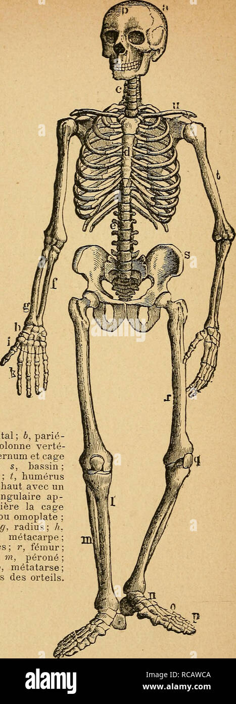 Eléments d'anatomie et de physiologie génitale et obstétricale; précédes de  la description sommaire du corps humain a l'usage des sages-femmes.  Reproduction; Fetus. a, os frontal; b, parié- tal : c, e,