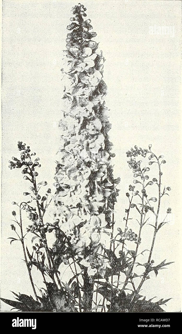 . Dreer's autumn catalogue 1931. Bulbs (Plants) Catalogs; Flowers Seeds Catalogs; Gardening Equipment and supplies Catalogs; Nurseries (Horticulture) Catalogs; Vegetables Seeds Catalogs. Clarkia Elegans This pretty double flowering annual makes an excellent subject for the greenhouse, or window garden, if grown cool. Sow seeds in October. Flowers cut when partly open will last for days. per J- oz. per pkt. 1981 Alba Fl. PI. Very double, pure white $0 40 $0 10 1984 Brilliant. Rich crimson scarlet; very double 40 10 1982 Salmon Queen. Extra double, salmon pink 40 10 1983 Vesuvius. A brilliant or Stock Photo