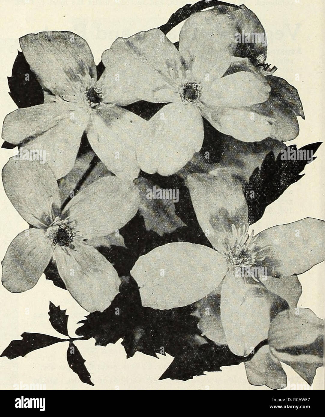 . Dreer's autumn catalogue 1931. Bulbs (Plants) Catalogs; Flowers Seeds Catalogs; Gardening Equipment and supplies Catalogs; Nurseries (Horticulture) Catalogs; Vegetables Seeds Catalogs. Bignonia, or Trumpet Vine Actinidia Arguta (The Silver Vine). A very desirable hardy- Japanese climber of strong vigorous growth, with dark green, shining foliage and greenish white flowers with purple centres, which are followed by clusters of edible fruit with fig-like flavor. Strong plants, SI.00 each. Akebia Quinata (Akebia Vine) One of the most graceful of our hardy climbers, pro- ducing in early spring n Stock Photo