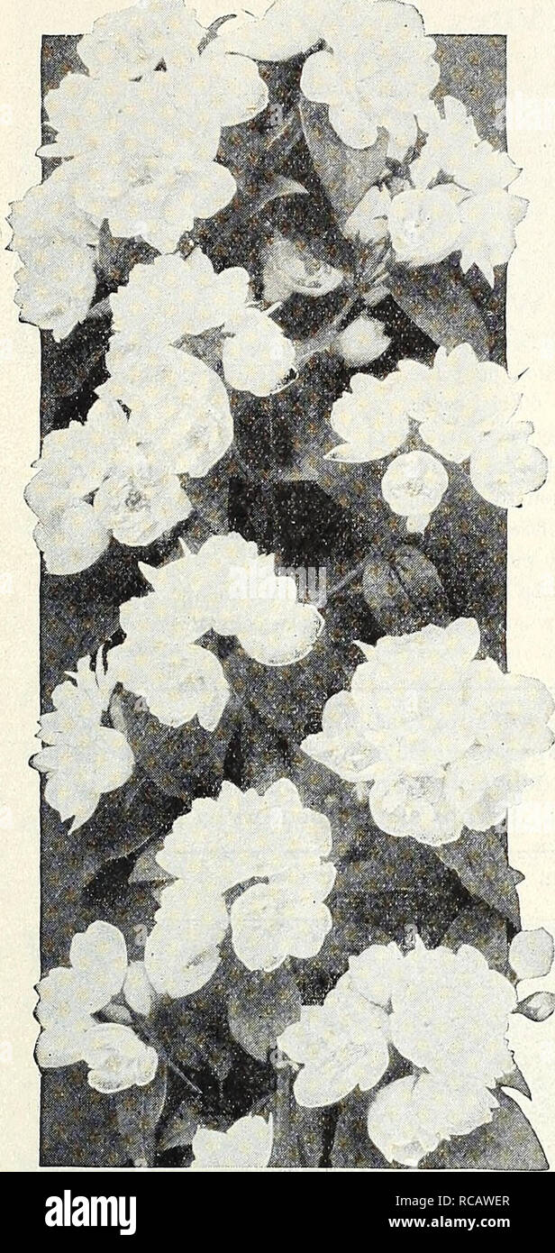 . Dreer's autumn catalogue 1931. Bulbs (Plants) Catalogs; Flowers Seeds Catalogs; Gardening Equipment and supplies Catalogs; Nurseries (Horticulture) Catalogs; Vegetables Seeds Catalogs. /flEMMEll CHOICE HARDY SHRUBS |l&gt;HB«![Pil| 67 ,f. Spiraea Anthony Waterer. A valuable variety; color bright crimson; it is of dwarf, dense growth, never exceeding 30 inches in height; in bloom the entire summer and fall. 60 cts. each. Billardi. Strong growing, pink-flowered. 60 cts. each. Margaritae. A free-flowering variety with flat heads of soft pink flowers from June to October; grows 3 to 4 feet high. Stock Photo