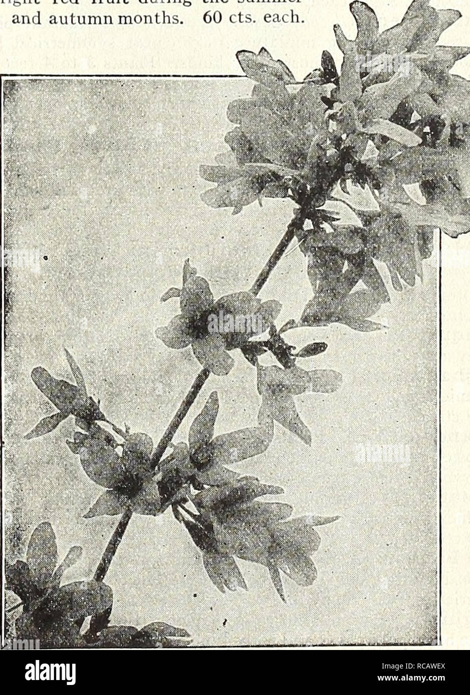 . Dreer's autumn catalogue 1931. Bulbs (Plants) Catalogs; Flowers Seeds Catalogs; Gardening Equipment and supplies Catalogs; Nurseries (Horticulture) Catalogs; Vegetables Seeds Catalogs. Deutzia Lemoinei ESeagOtlS (Japanese Oleaster) Longipes. A very desin ble, nearly evergreen Shrub of medium height, with light foliage, which is silvered on the under surface. The abundant crop of orange-colored fruit is a very attractive feature during the summer. 75 cts. each. Elsholtzia (Mintshrub) Stauntoni. Its.late flowering, September and October, makes this a particular^ valuable Shrub. It grows about  Stock Photo