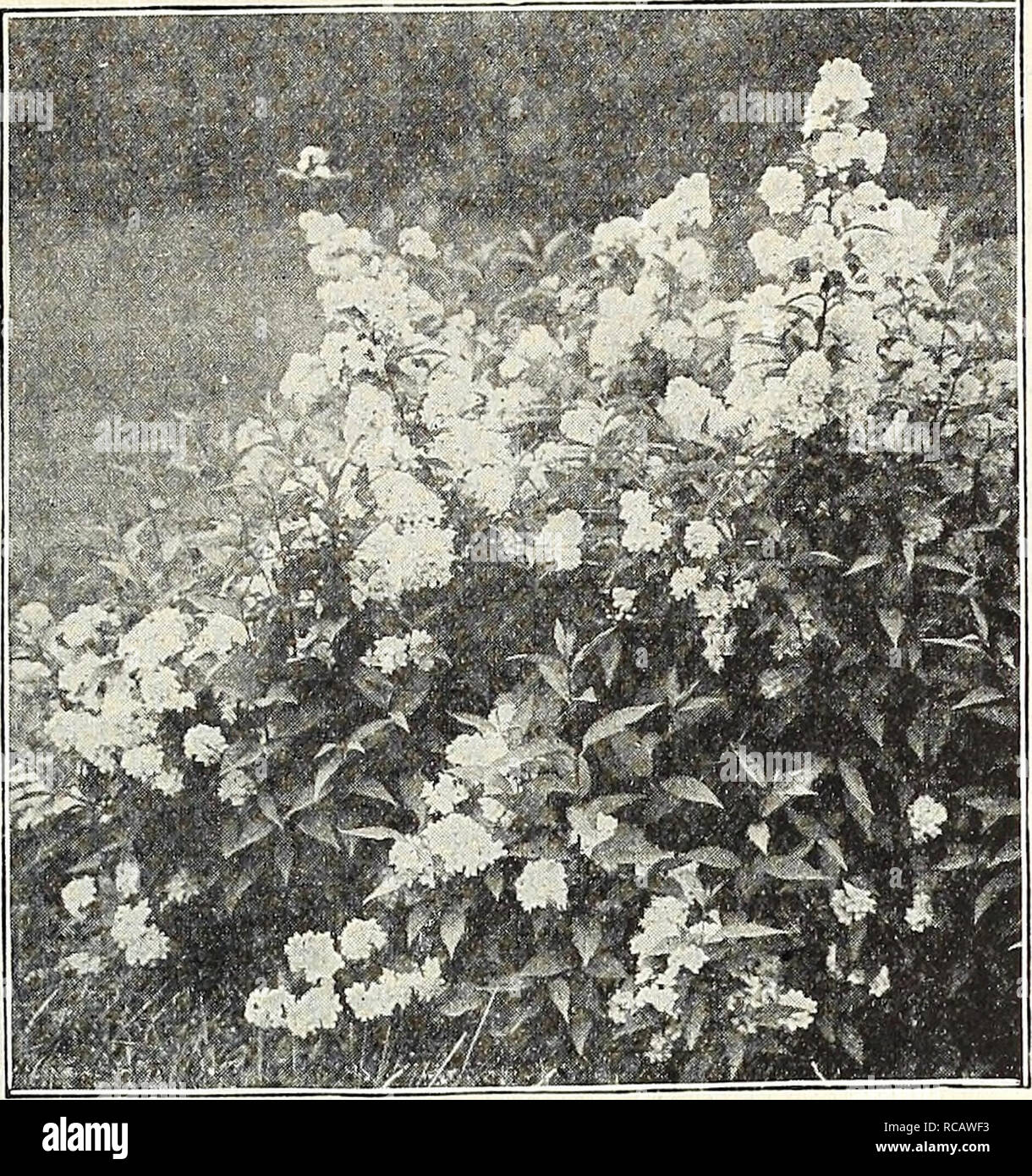 . Dreer's autumn catalogue 1931. Bulbs (Plants) Catalogs; Flowers Seeds Catalogs; Gardening Equipment and supplies Catalogs; Nurseries (Horticulture) Catalogs; Vegetables Seeds Catalogs. h CHOICE HARDY SHRUBS ralifflfl 65. Deutzia Lemoinei ESeagOtlS (Japanese Oleaster) Longipes. A very desin ble, nearly evergreen Shrub of medium height, with light foliage, which is silvered on the under surface. The abundant crop of orange-colored fruit is a very attractive feature during the summer. 75 cts. each. Elsholtzia (Mintshrub) Stauntoni. Its.late flowering, September and October, makes this a particu Stock Photo