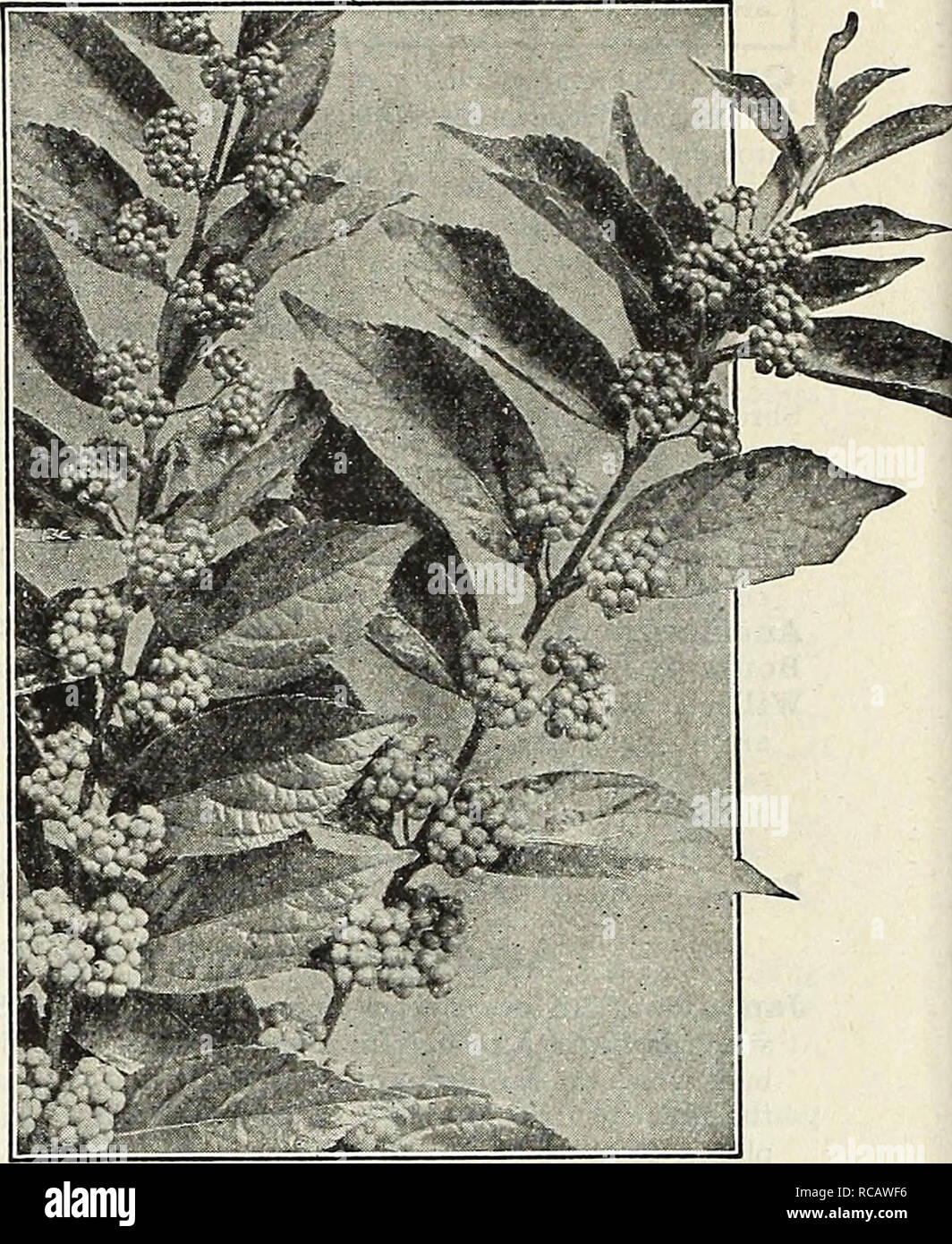 . Dreer's autumn catalogue 1931. Bulbs (Plants) Catalogs; Flowers Seeds Catalogs; Gardening Equipment and supplies Catalogs; Nurseries (Horticulture) Catalogs; Vegetables Seeds Catalogs. 64 /flEM-DREE);. 3Min^I&gt;HB«!llil Callicarpa (Beauty Berry) Purpurea. A splendid berried Shrub for the border or planted in clumps on the lawn; it grows about 3 feet high, its branches gracefully recurving are covered in August with tiny pink-tinted flowers, followed in late September by great masses of violet-purple berries, which remain on the plant until mid-winter. All fall berried plants are useful and  Stock Photo