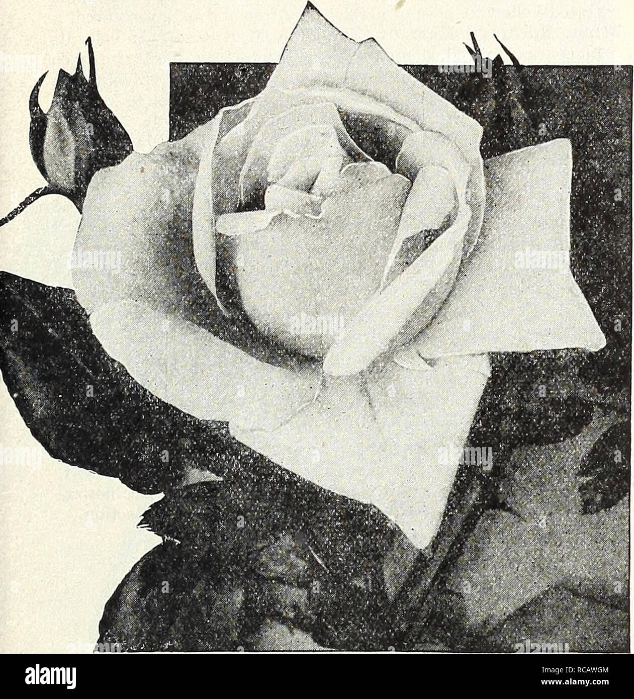 . Dreer's autumn catalogue 1931. Bulbs (Plants) Catalogs; Flowers Seeds Catalogs; Gardening Equipment and supplies Catalogs; Nurseries (Horticulture) Catalogs; Vegetables Seeds Catalogs. /flEHTOBEElK SELECT^IO S ES &gt;HILSBEL1&gt;HR% 55 HYBRID-TEA ROSES FOR FALL PLANTING MERITORIOUS RECENT INTRODUCTIONS AND GENERAL LIST OF BEST VARIETIES—Continued Isobel. A lovely single flowered or five petalled variety that is greatly admired. The flowers are 4J inches in diameter of a flushed carmine and orange passing to pink, fragrant and free. John Russell. A handsome brilliant red Rose; a rich deep vel Stock Photo